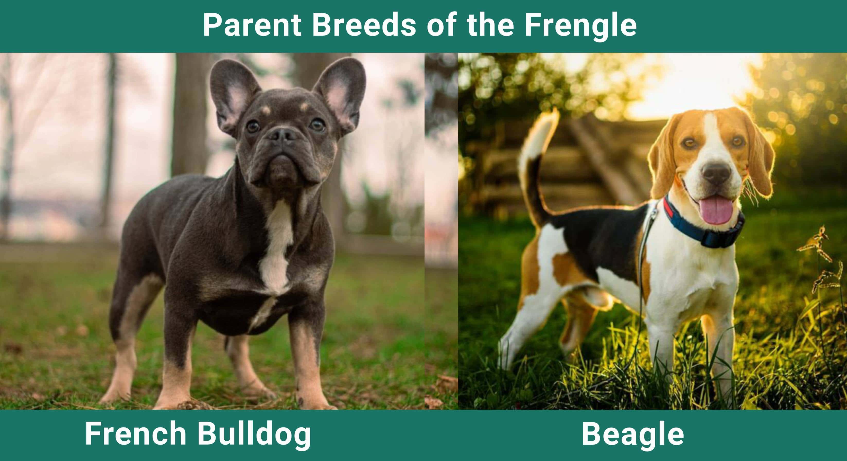 Parent_breeds_Frengle