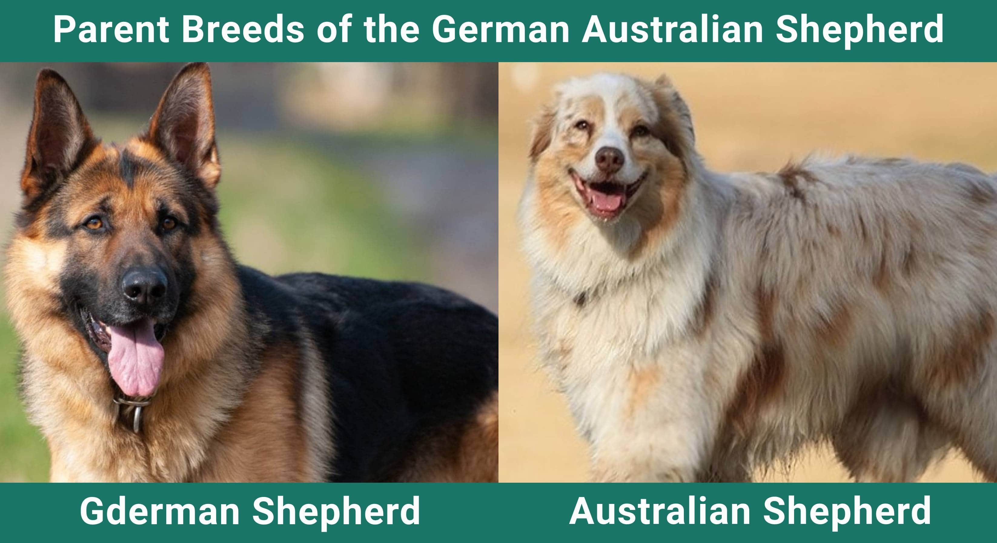 Parent_breeds_German Australian Shepherd