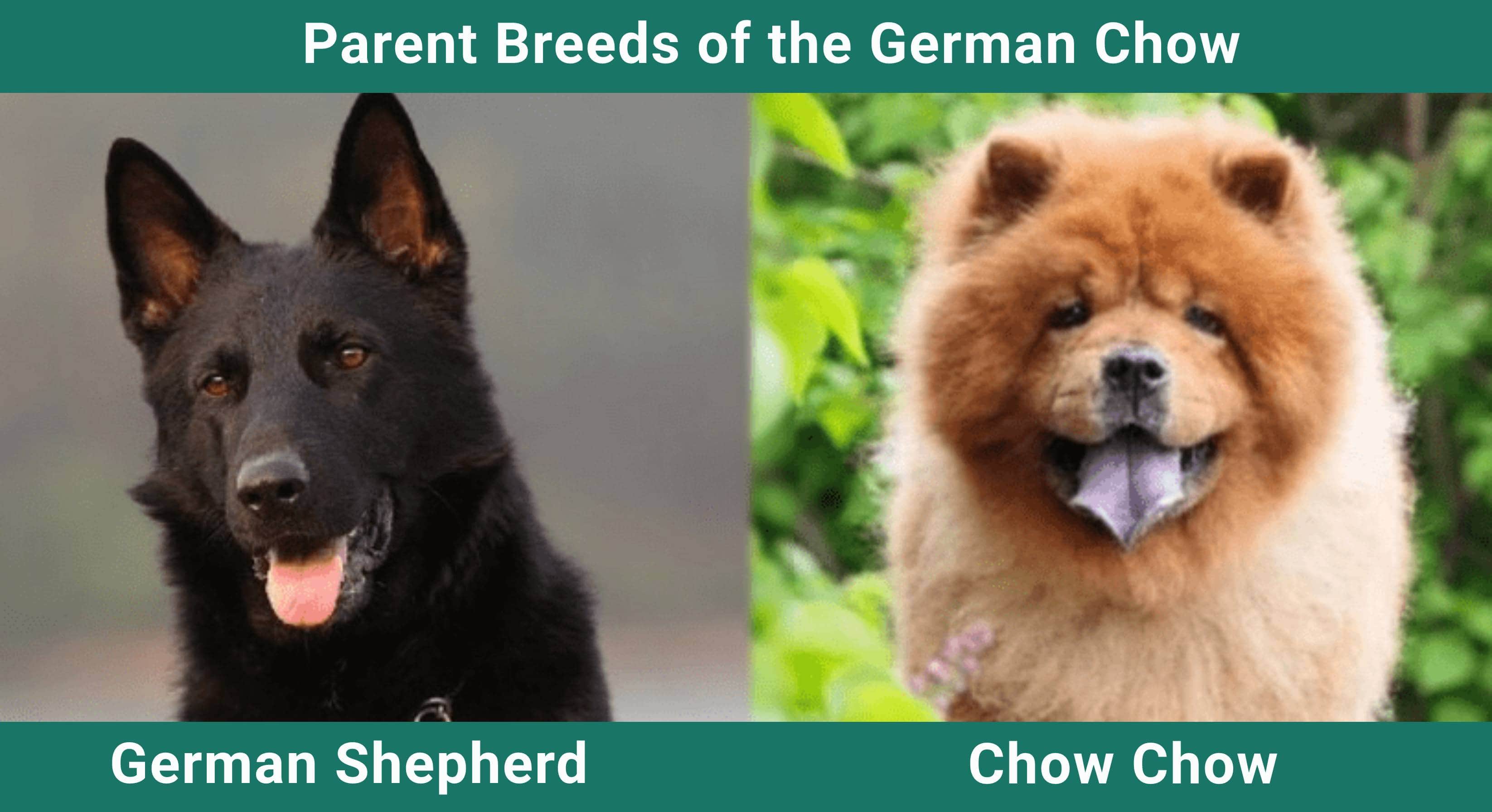 Parent_breeds_German Chow