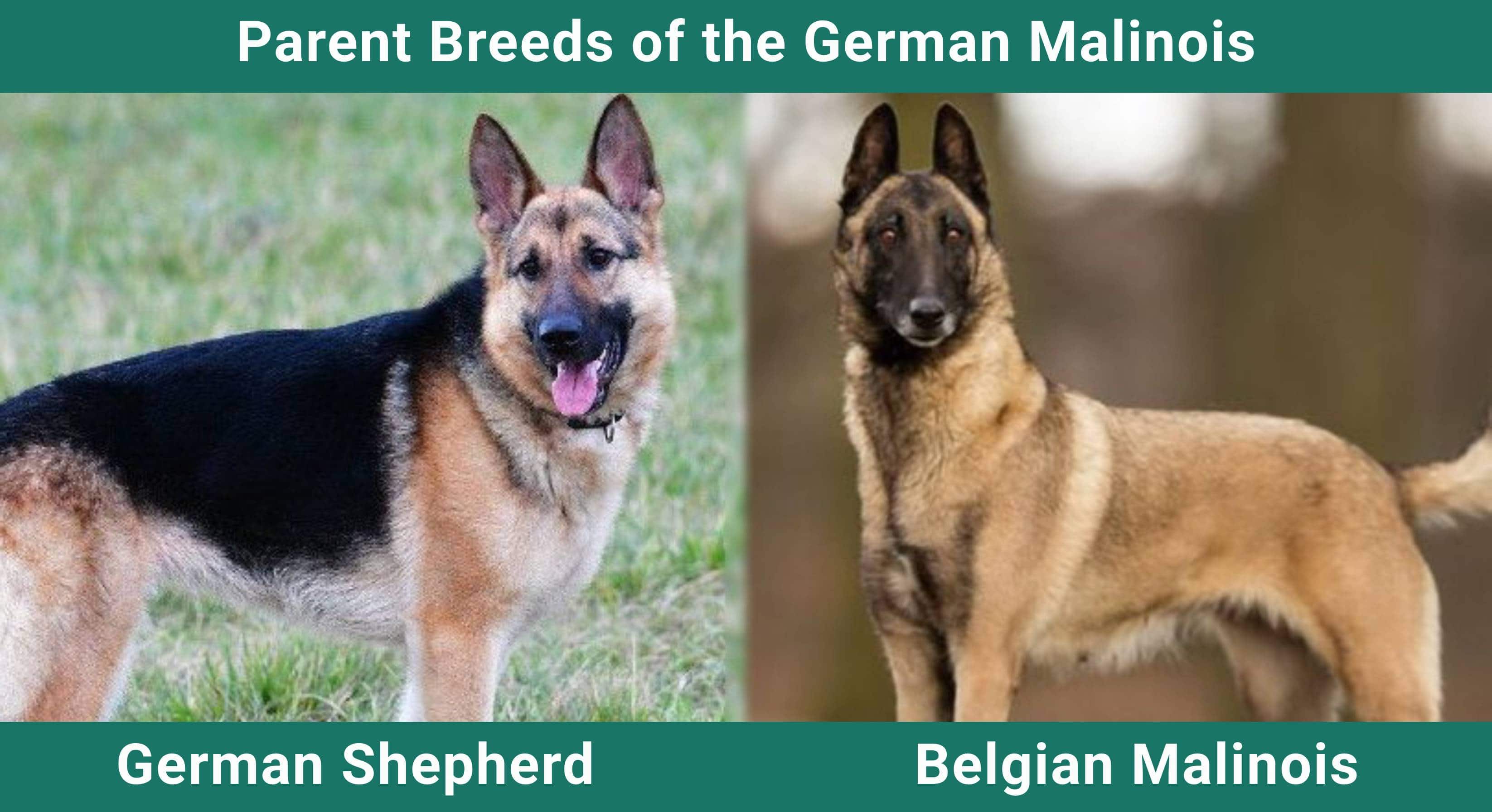 Parent_breeds_German Malinois