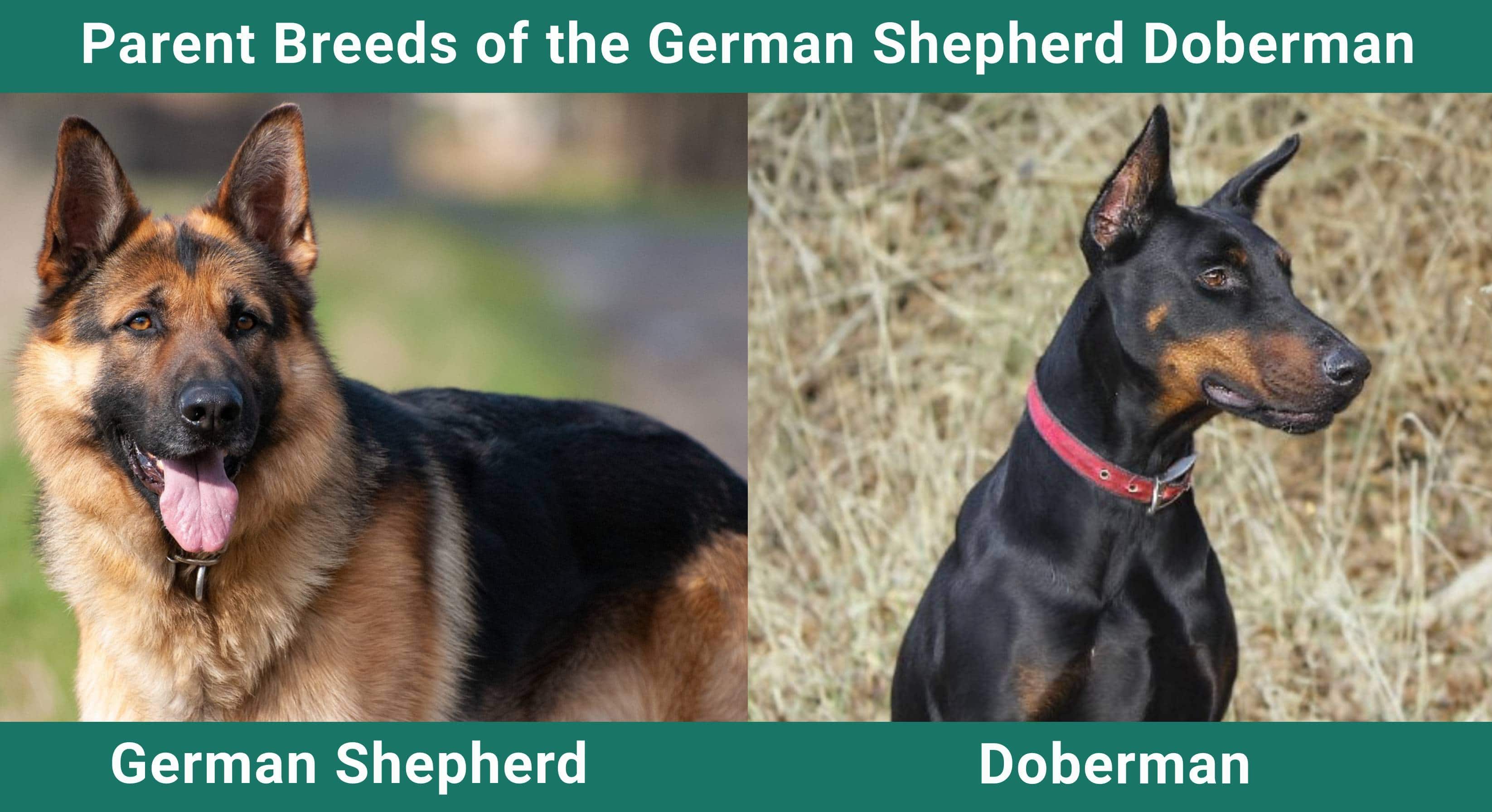 Parent_breeds_German Shepherd Doberman
