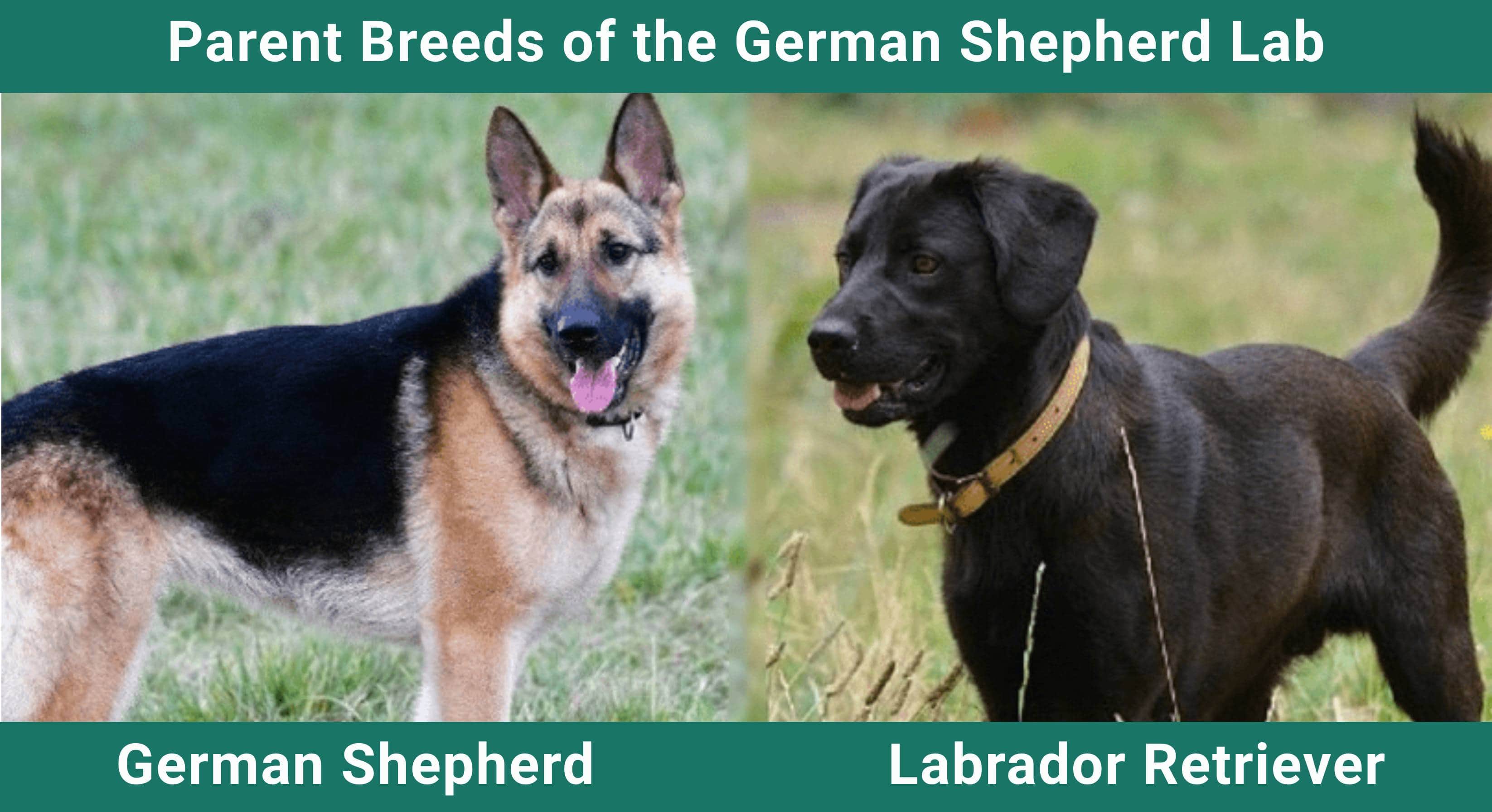 Parent_breeds_German Sherpherd Lab