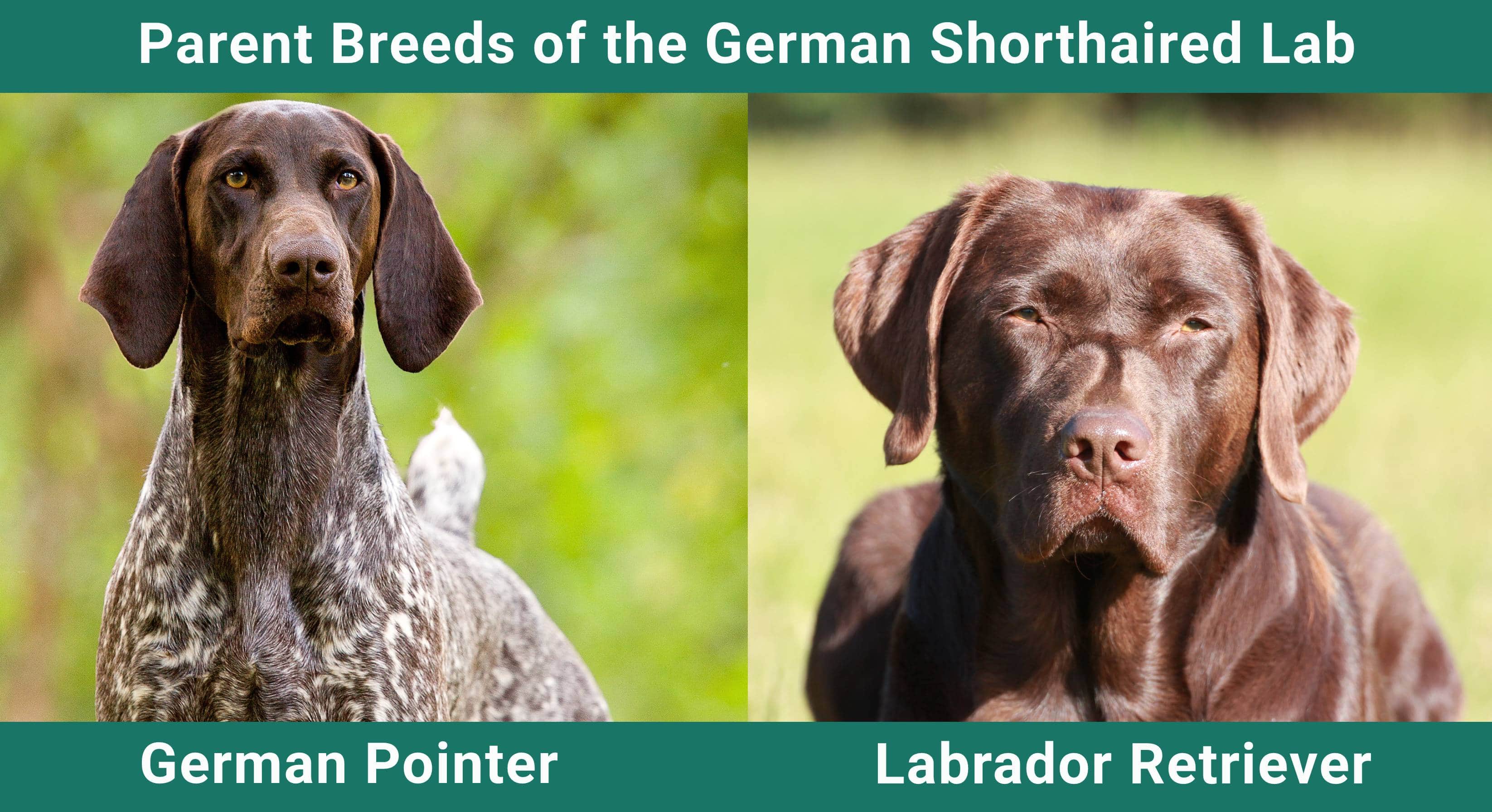 Parent_breeds_German Shorthaired Lab