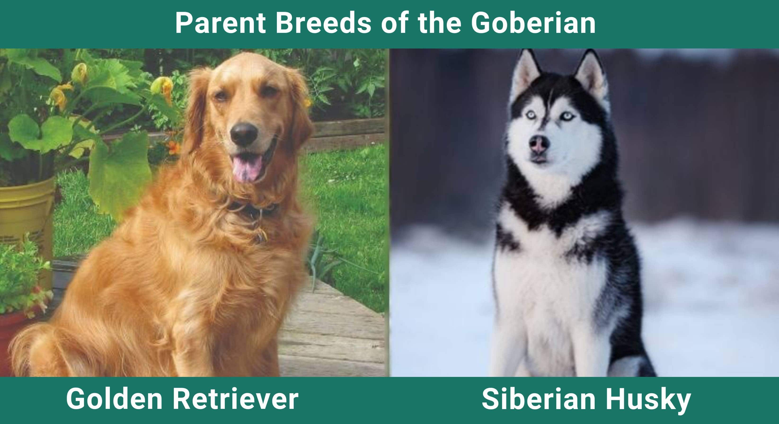 Parent_breeds_Goberian