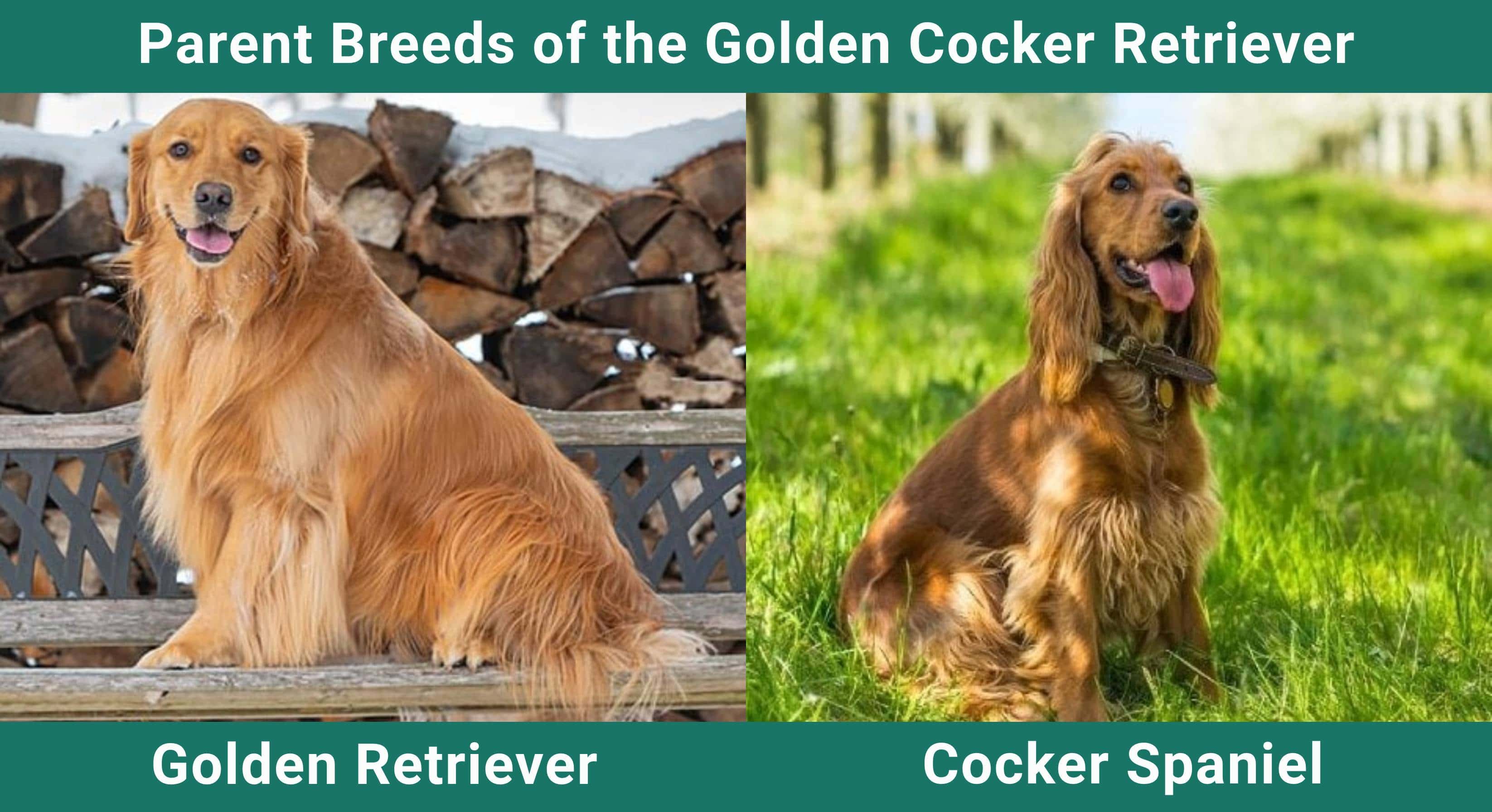 Parent_breeds_Golden Cocker Retriever