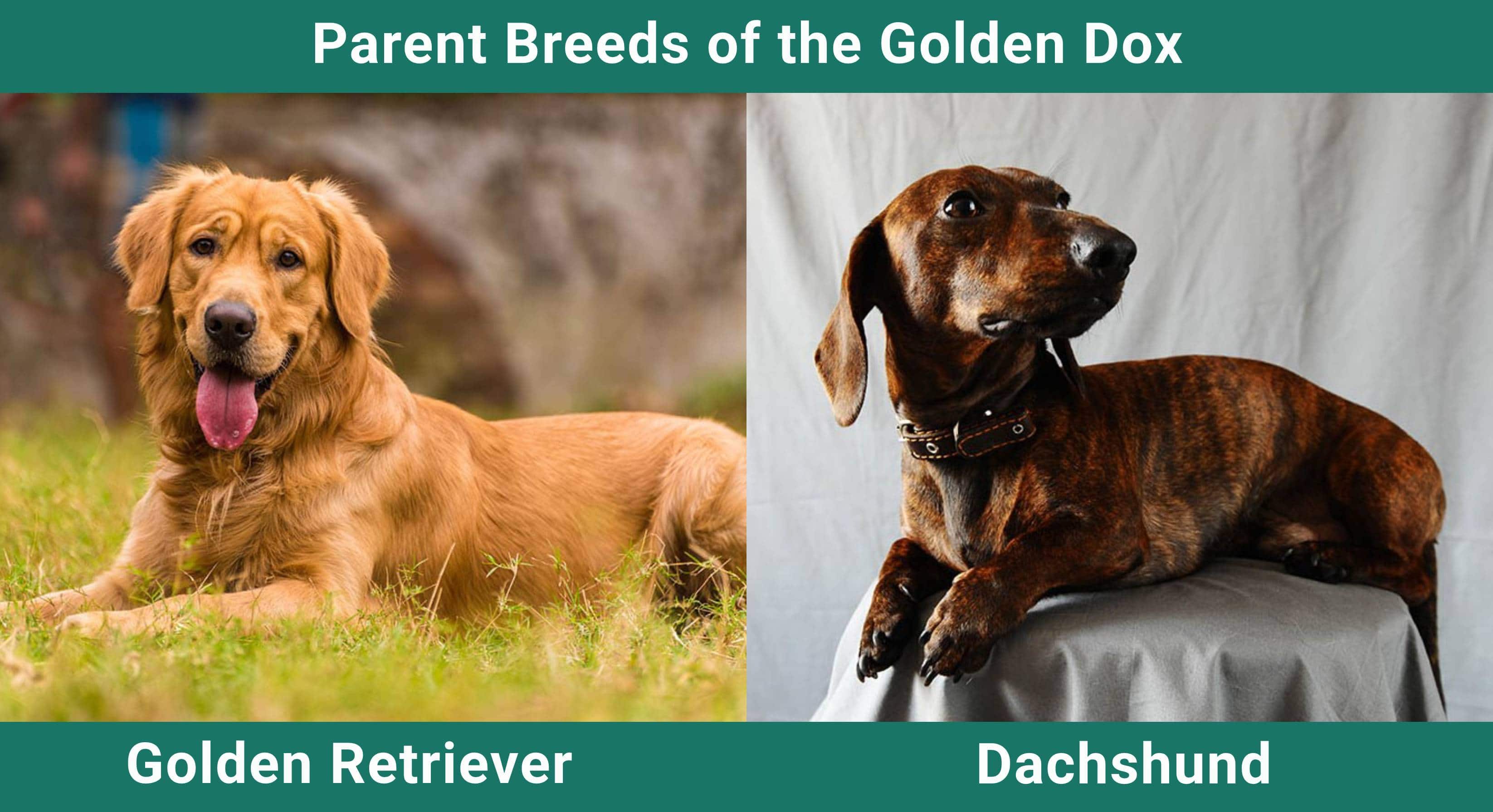 Parent_breeds_Golden Dox