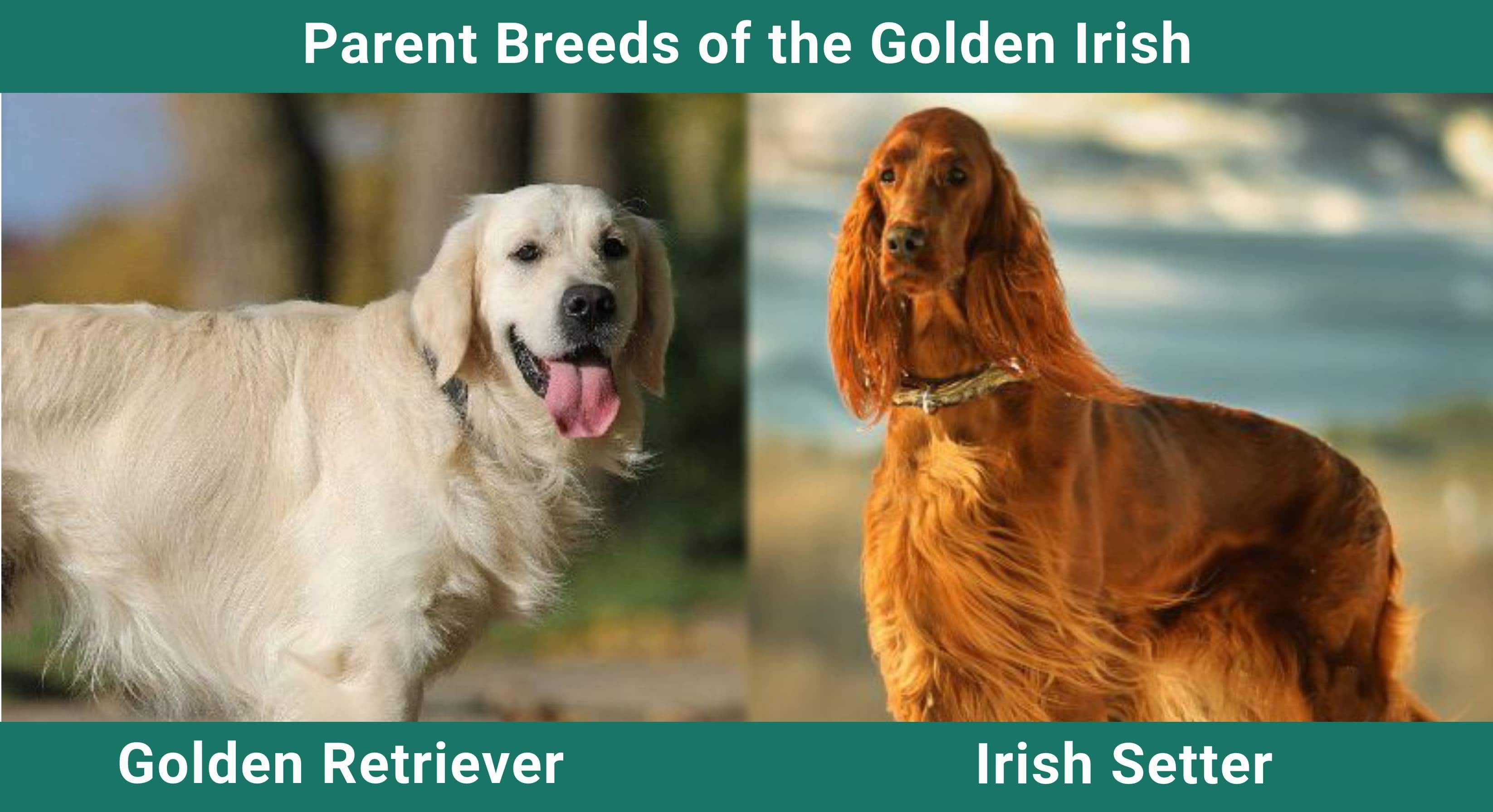 Parent_breeds_Golden Irish
