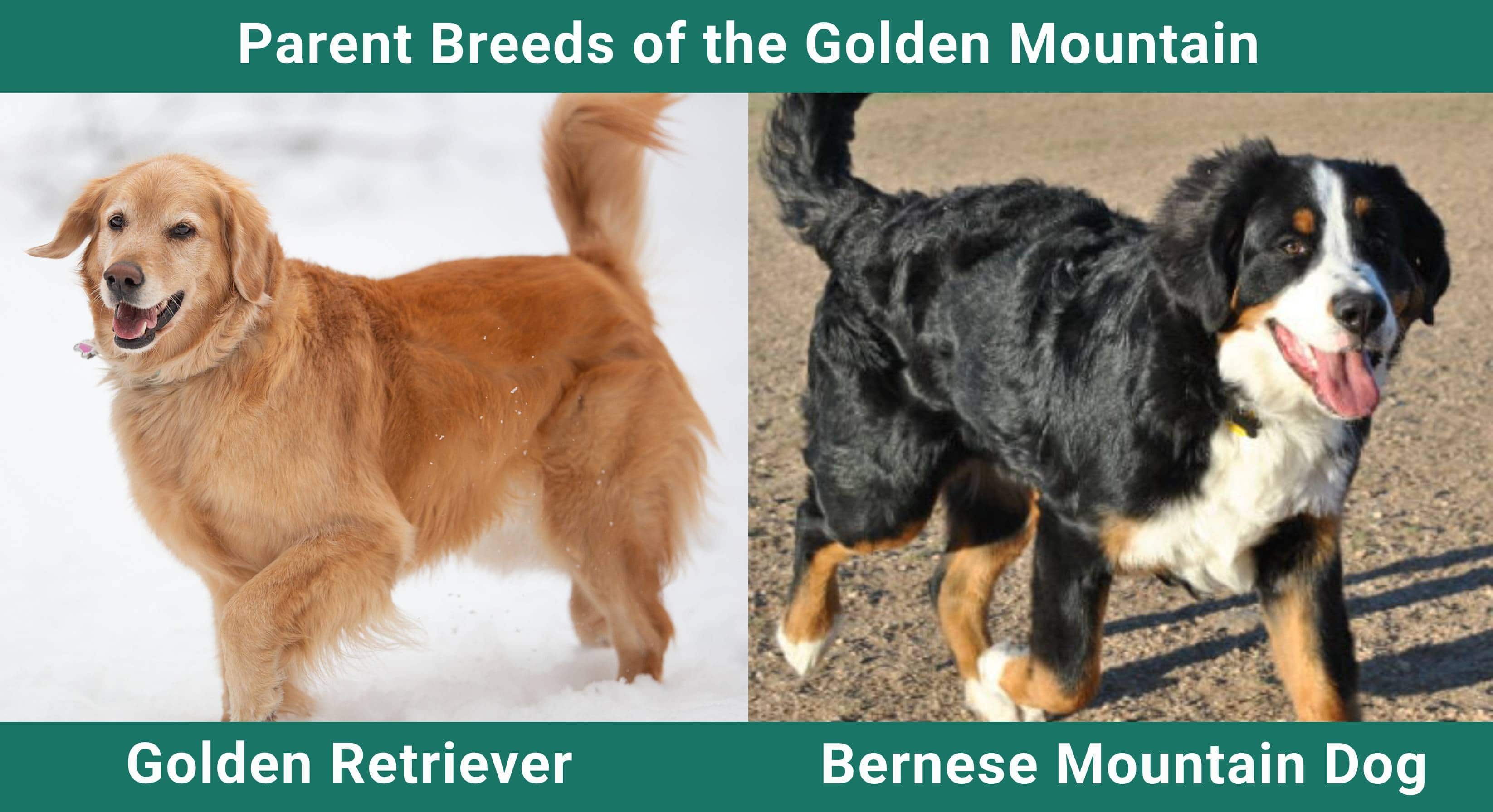 Parent_breeds_Golden Mountain