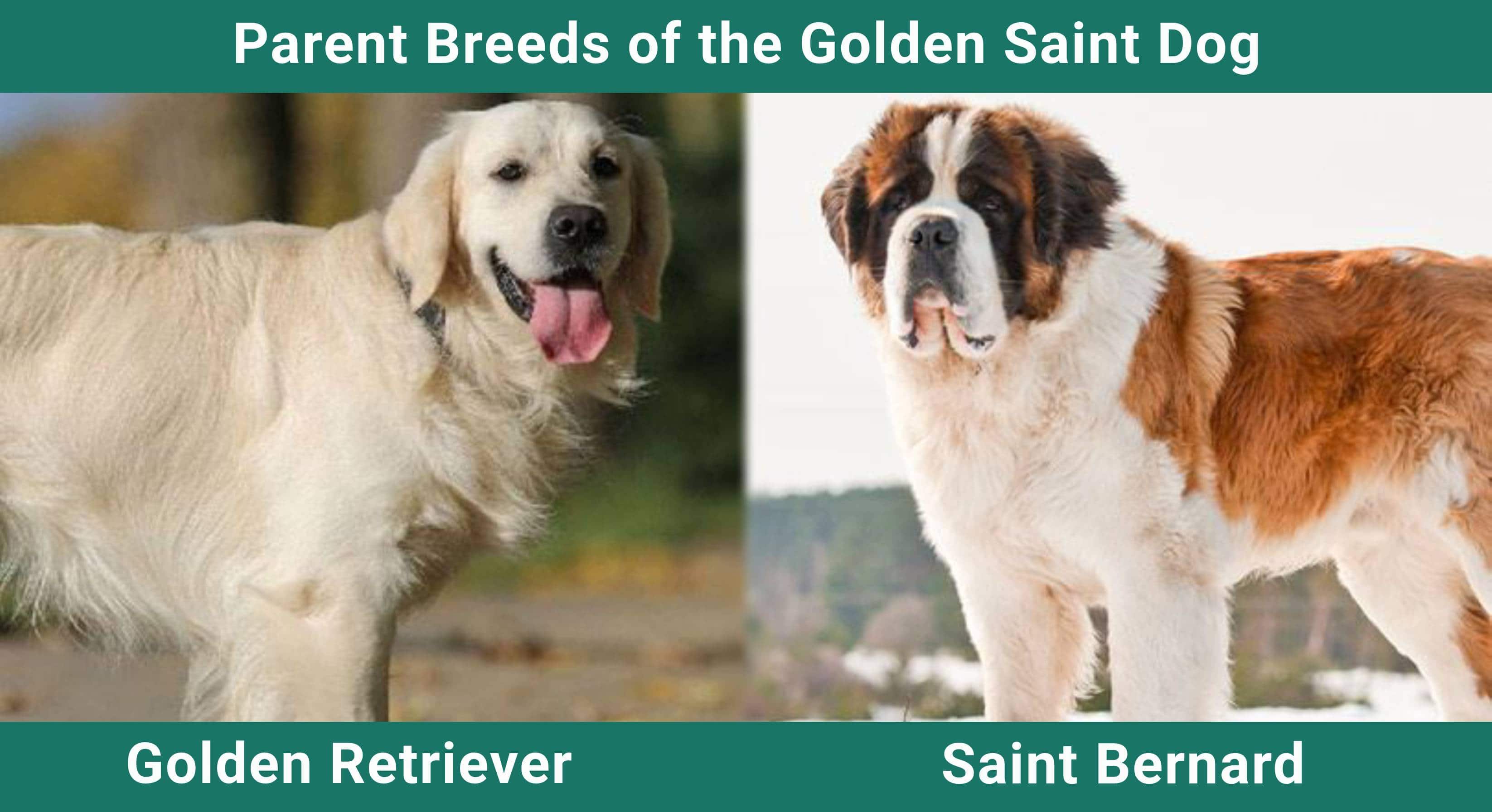 Parent_breeds_Golden-Saint-Dog
