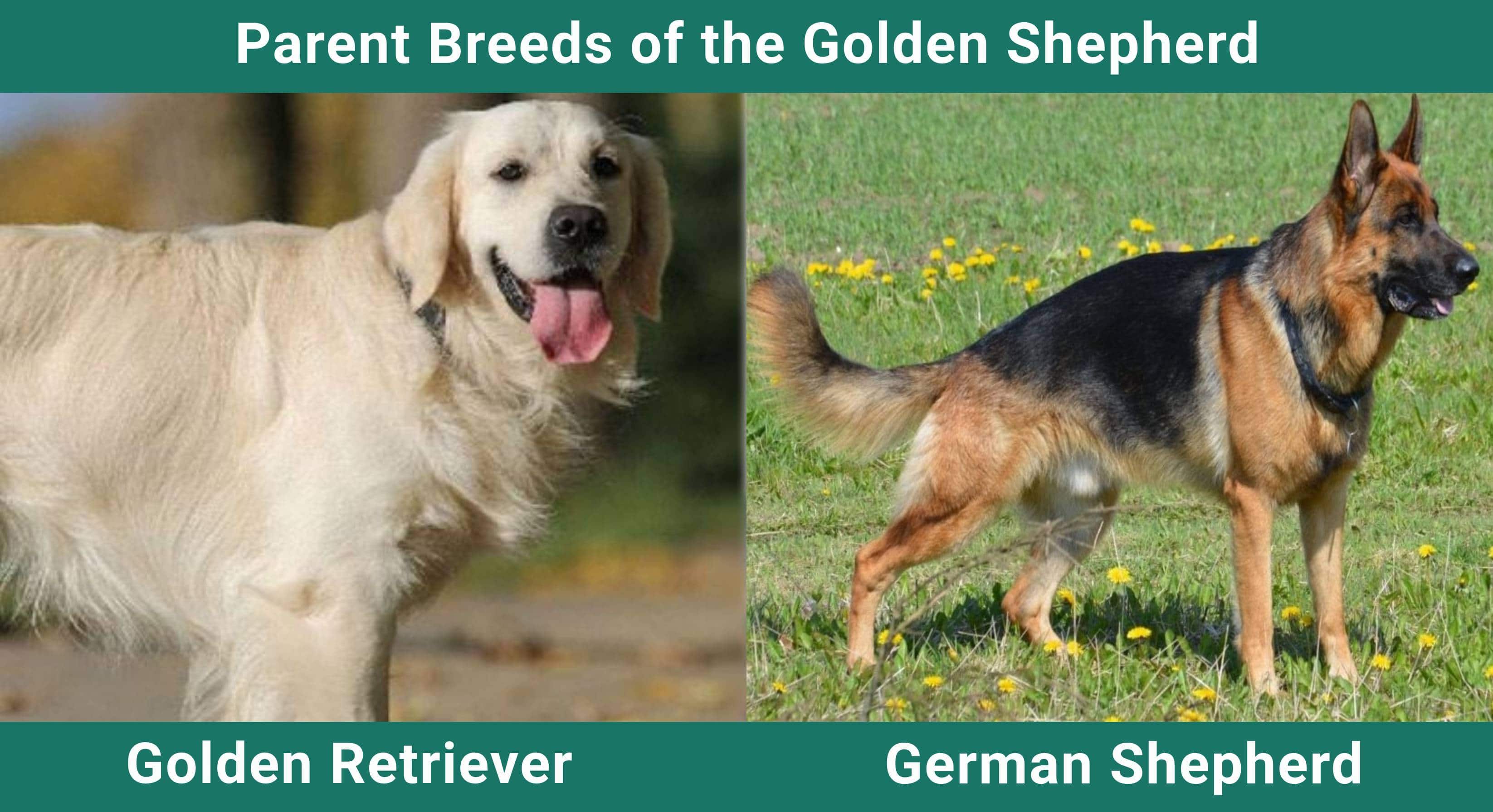 Parent_breeds_Golden-Shepherd
