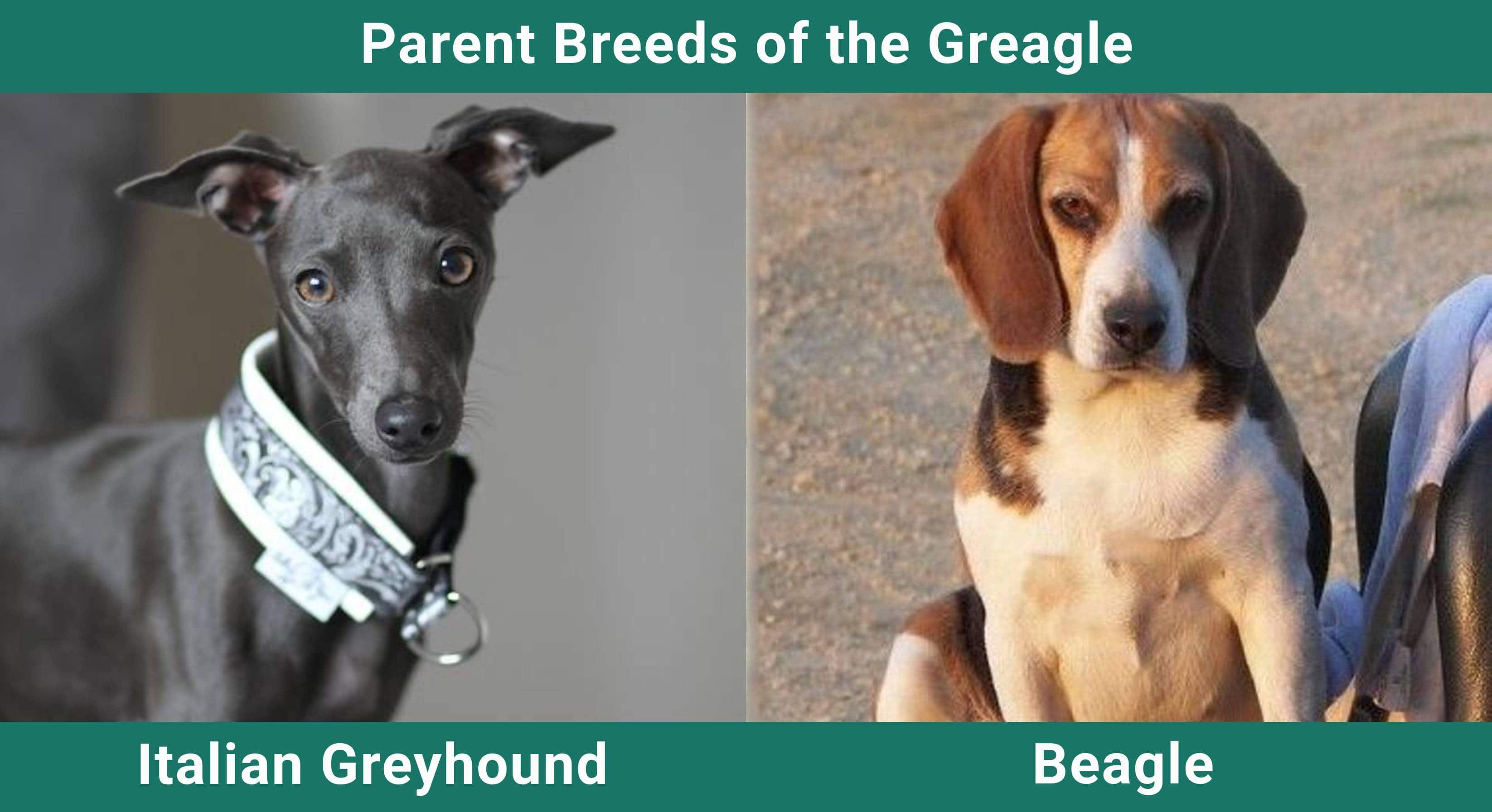 Parent_breeds_Greagle