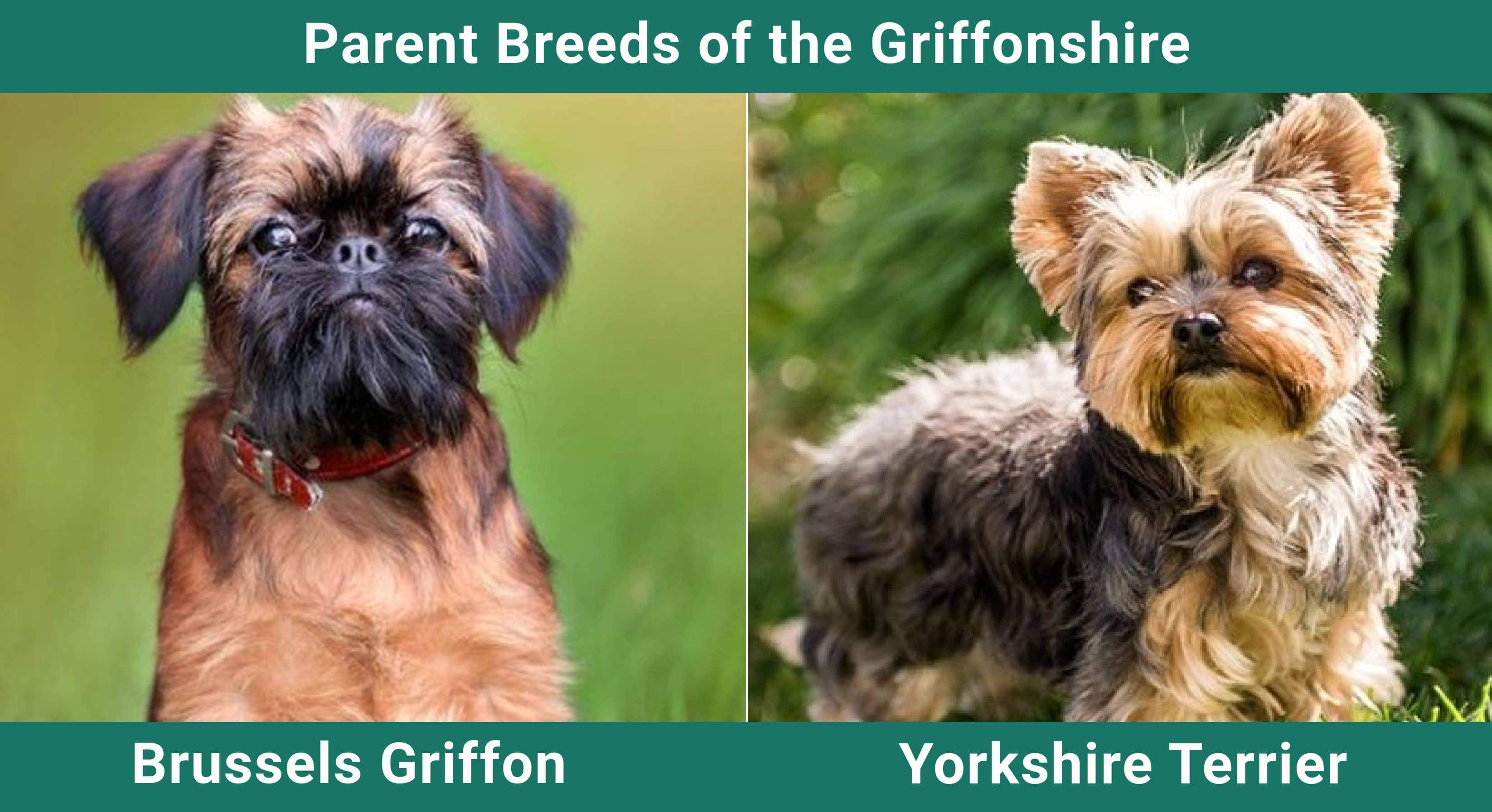 Parent_breeds_Griffonshire