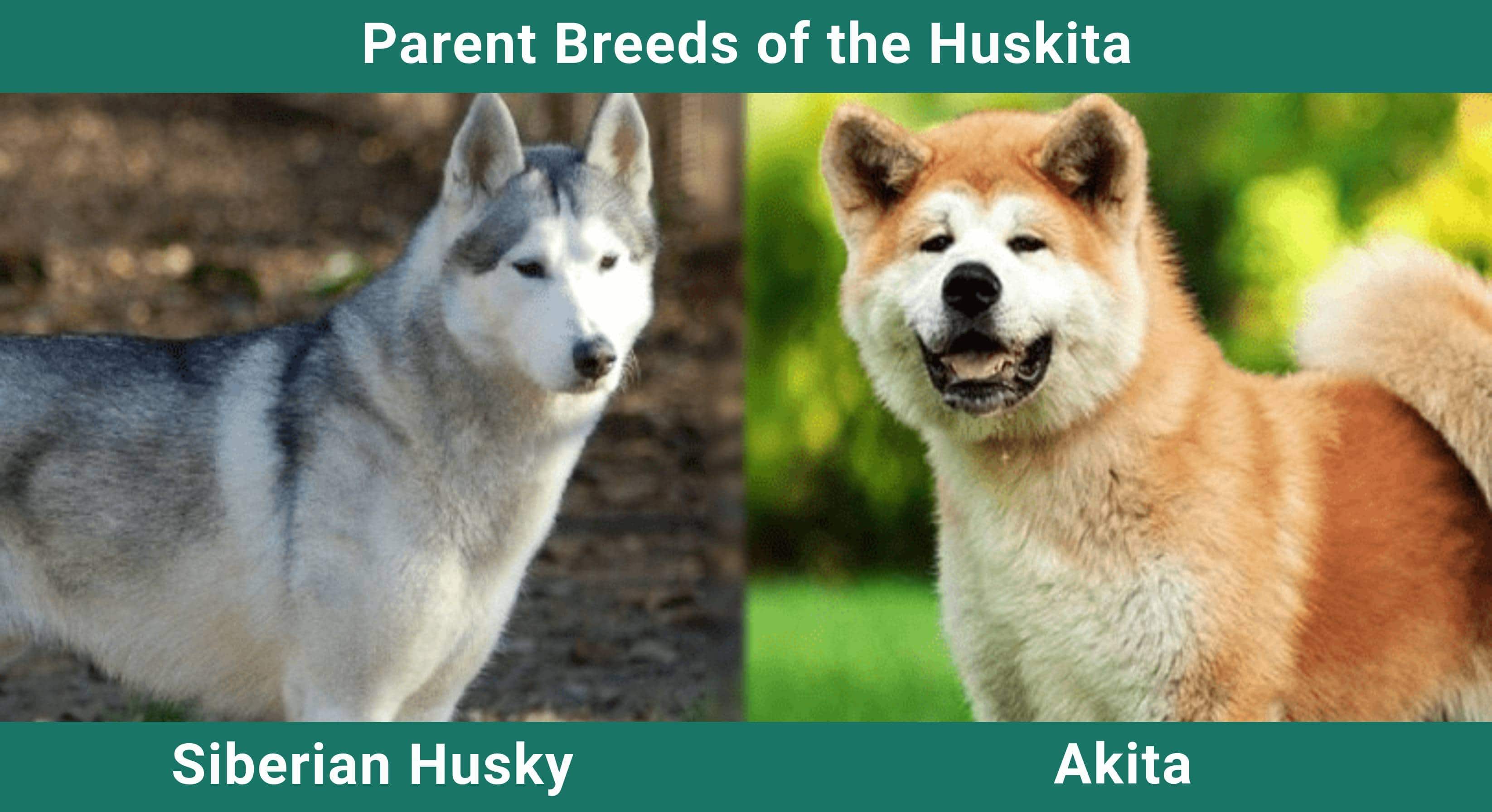 Parent_breeds_Huskita