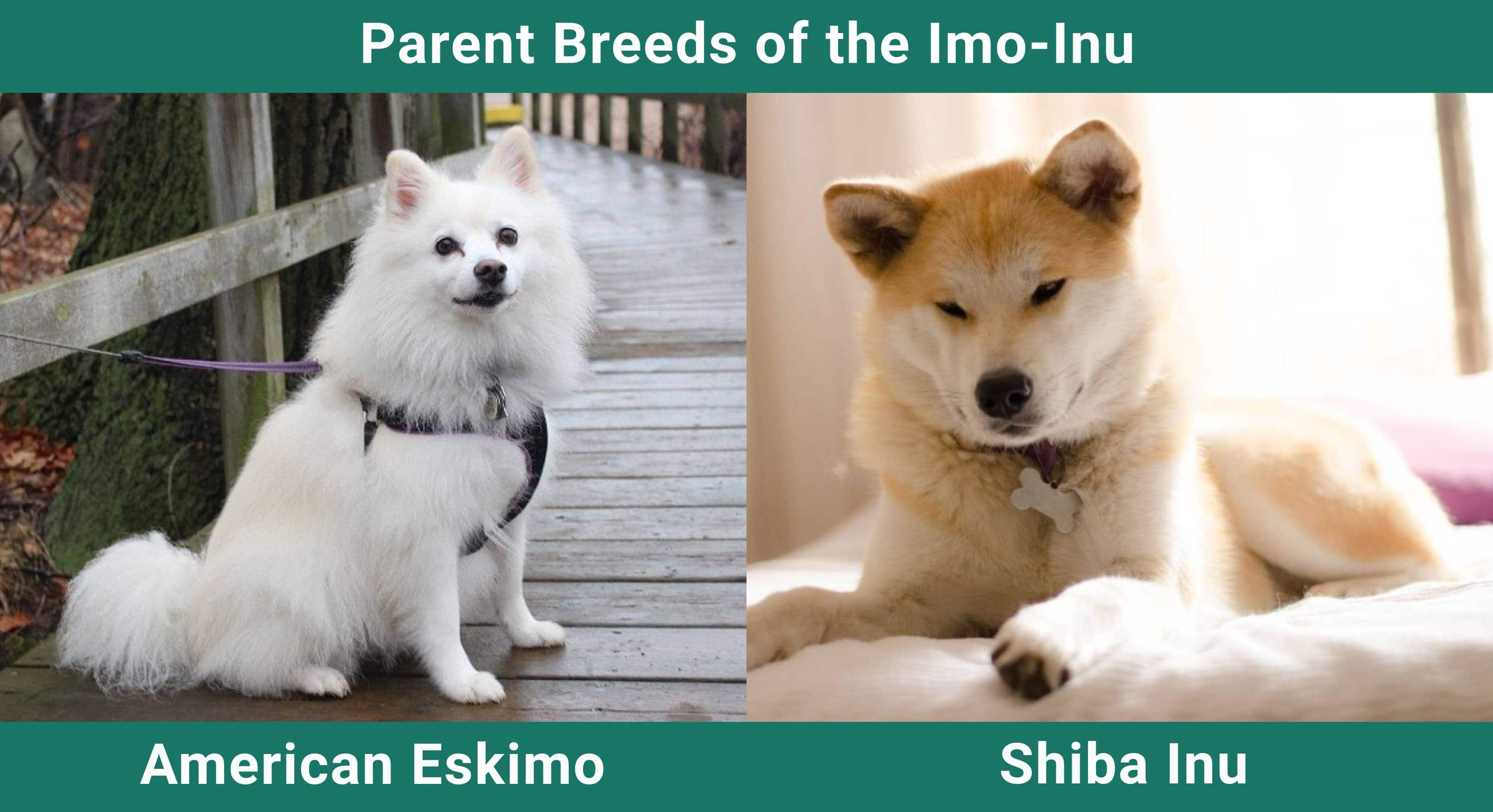 Parent_breeds_Imo-Inu