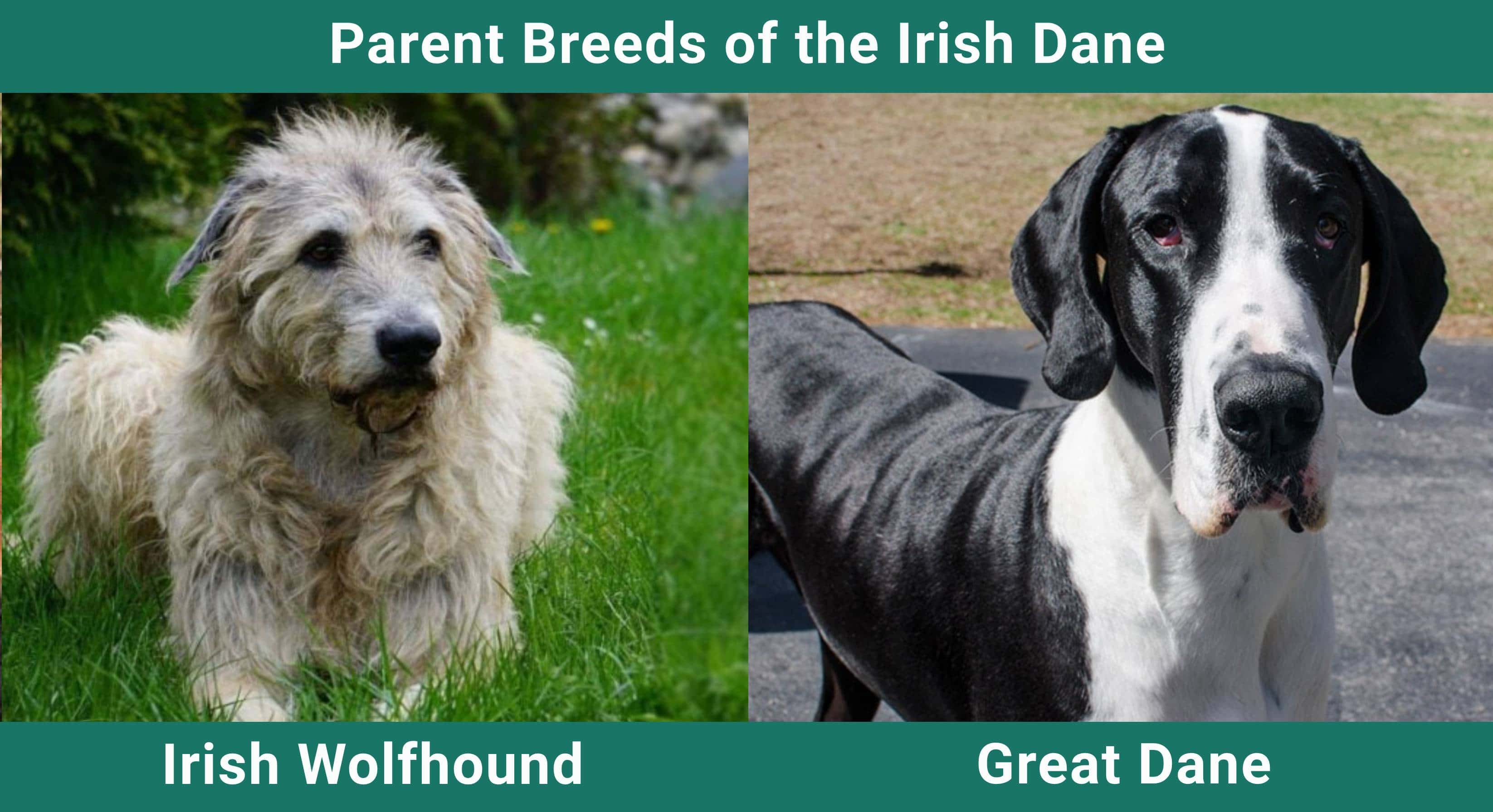 Parent_breeds_Irish-Dane