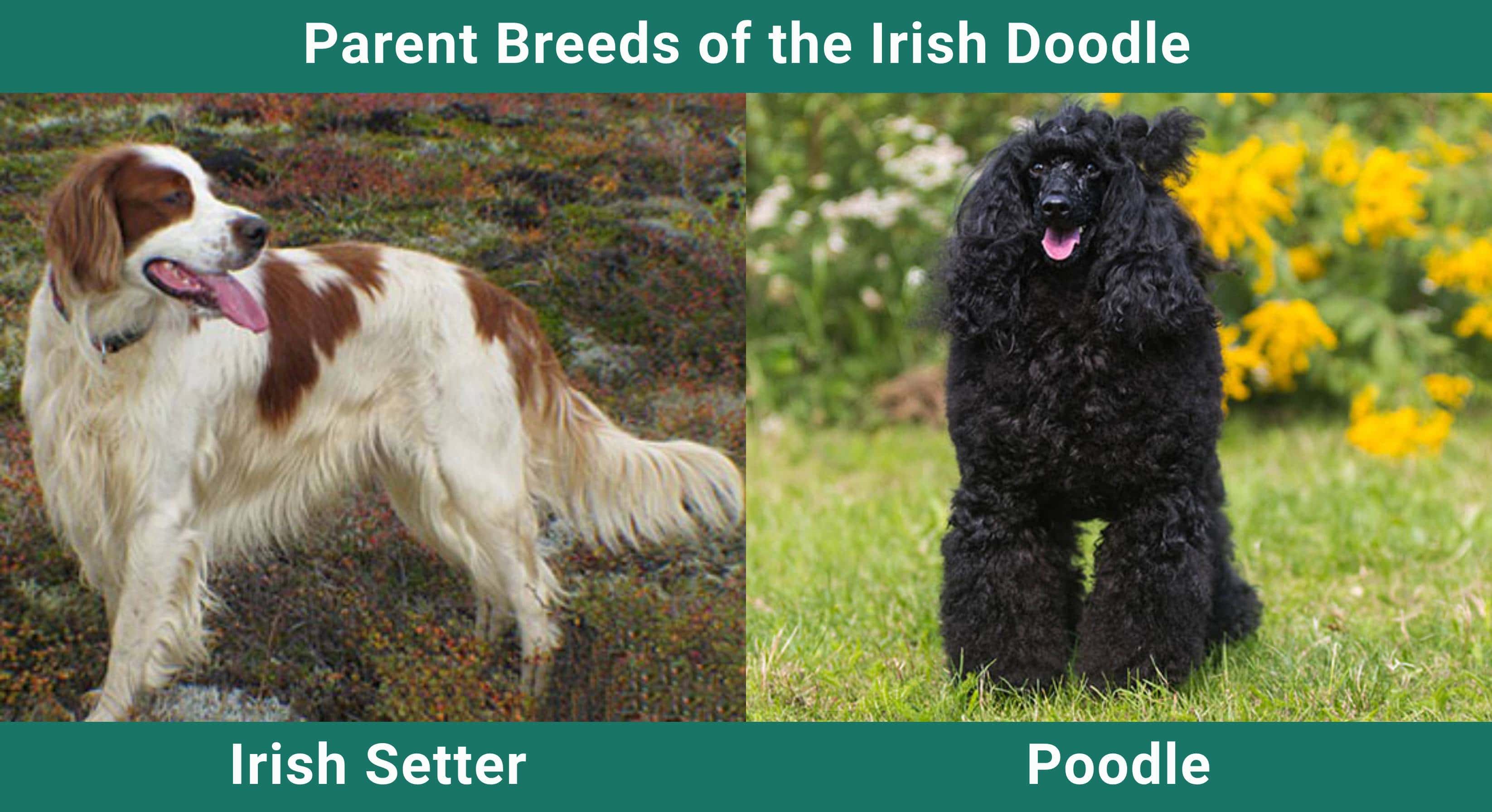 Parent_breeds_Irish Doodle