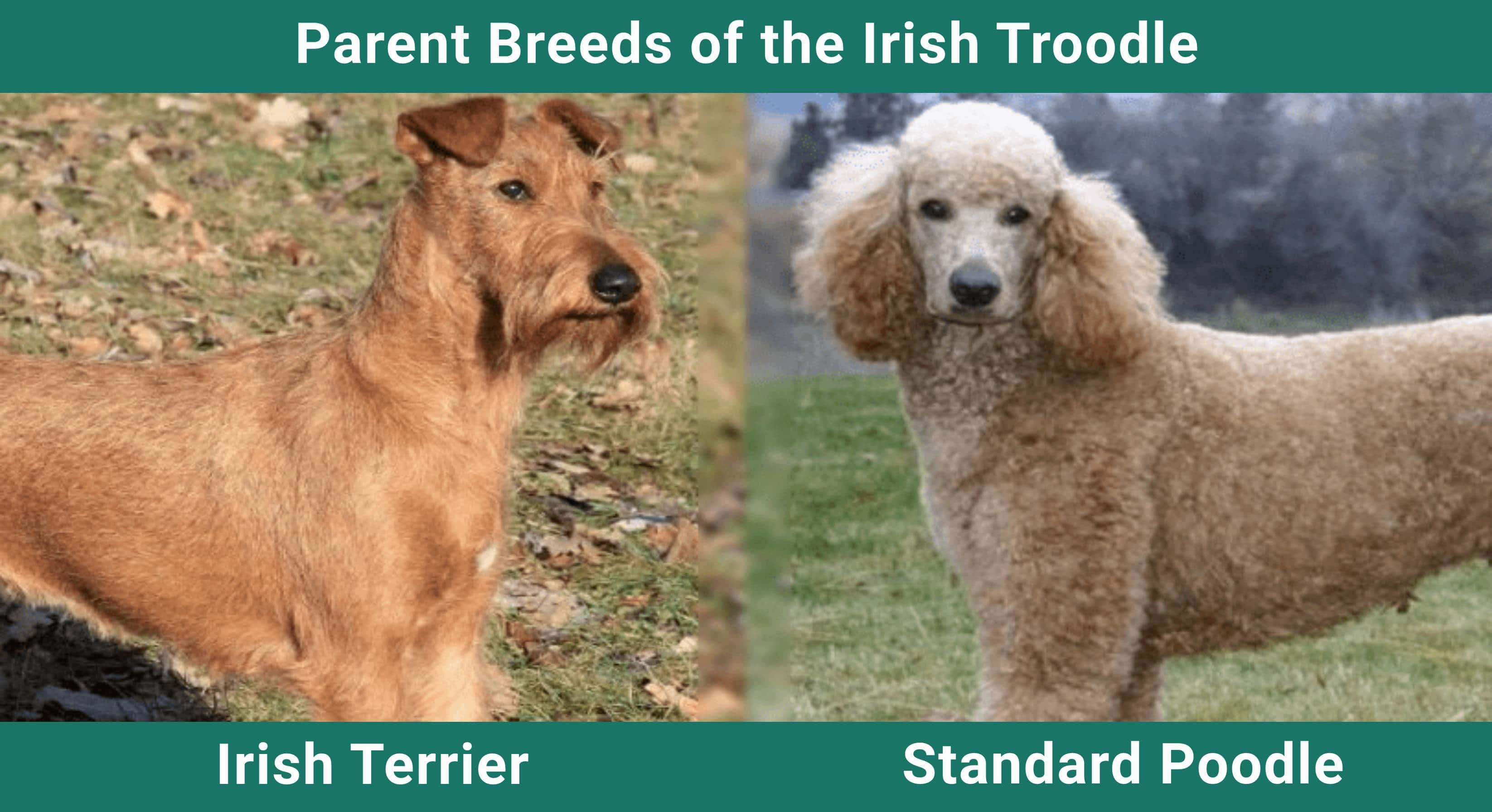 Parent_breeds_Irish-Troodle