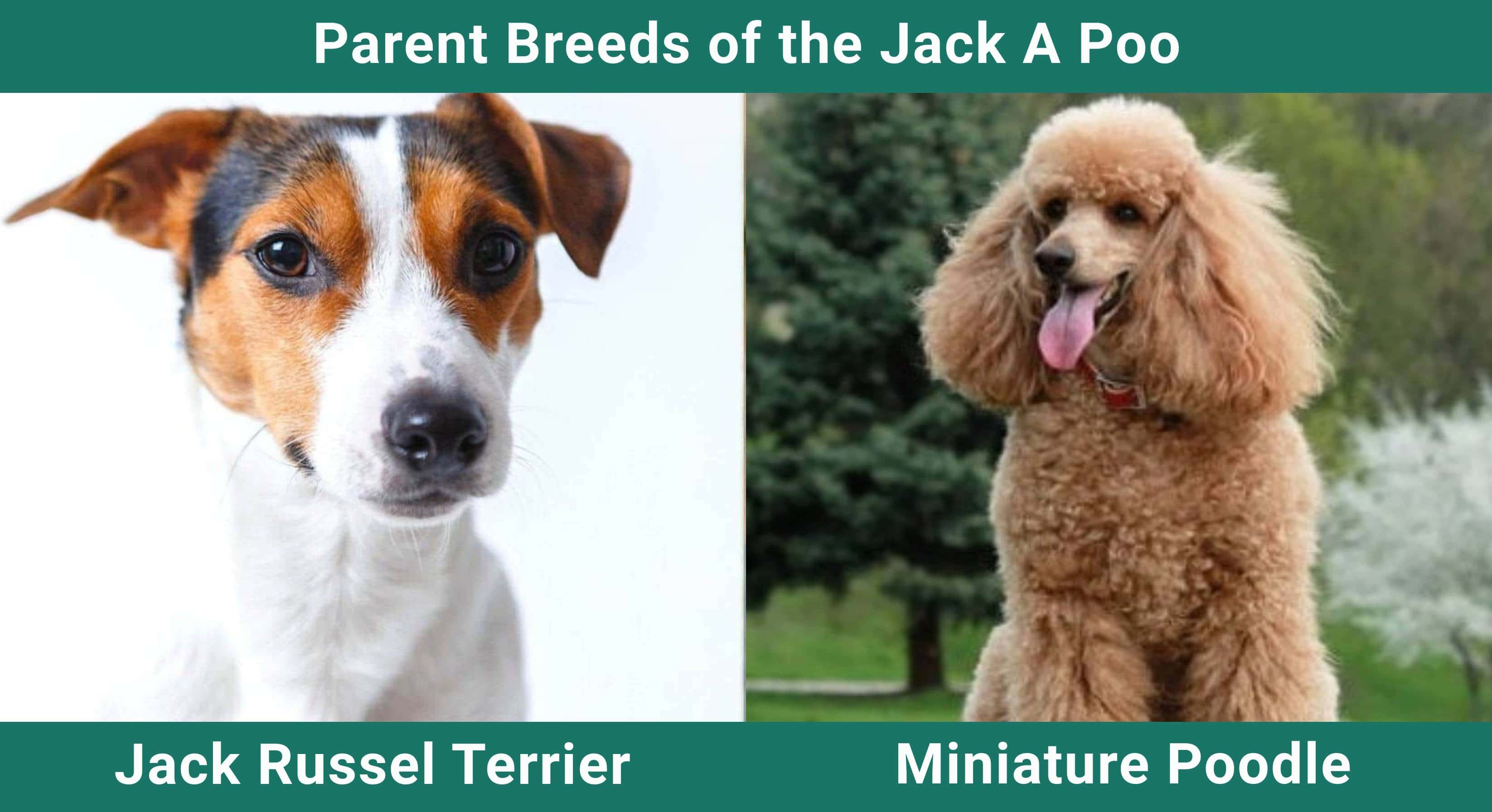 Parent_breeds_Jack-A-Poo