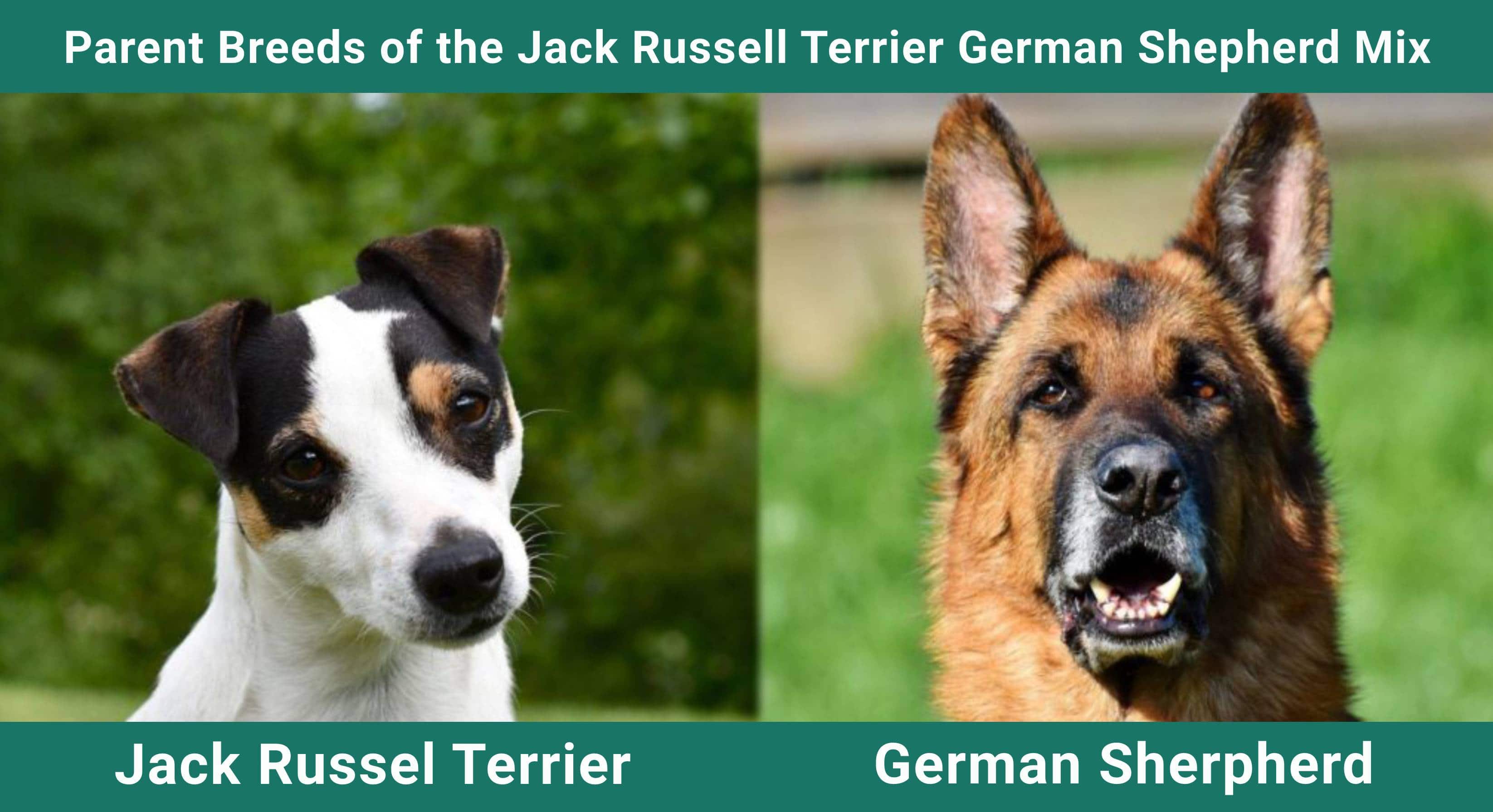Parent_breeds_Jack-Russell-Terrier-German-Shepherd