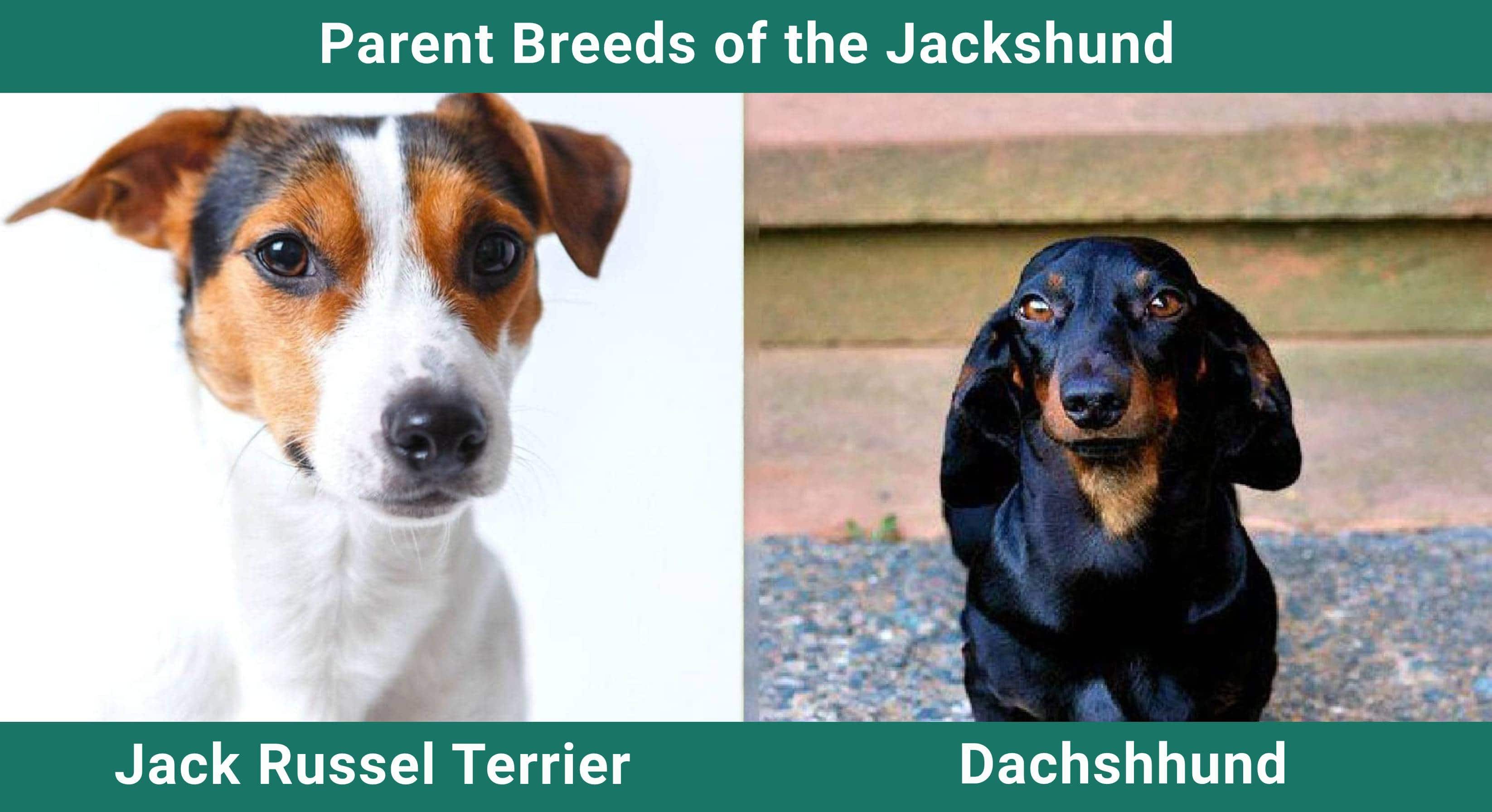 Parent_breeds_Jackshund