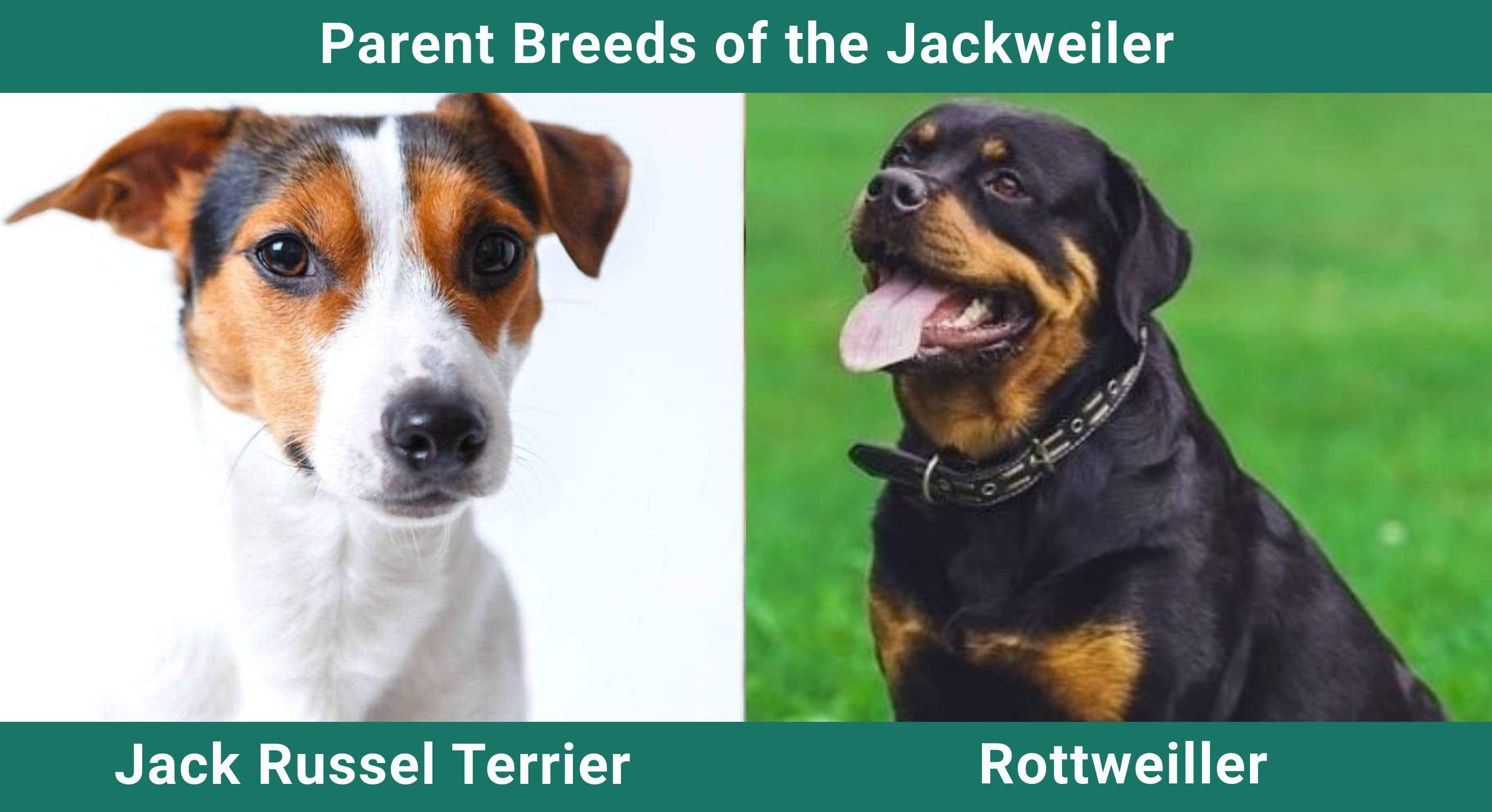 Parent_breeds_Jackweiler
