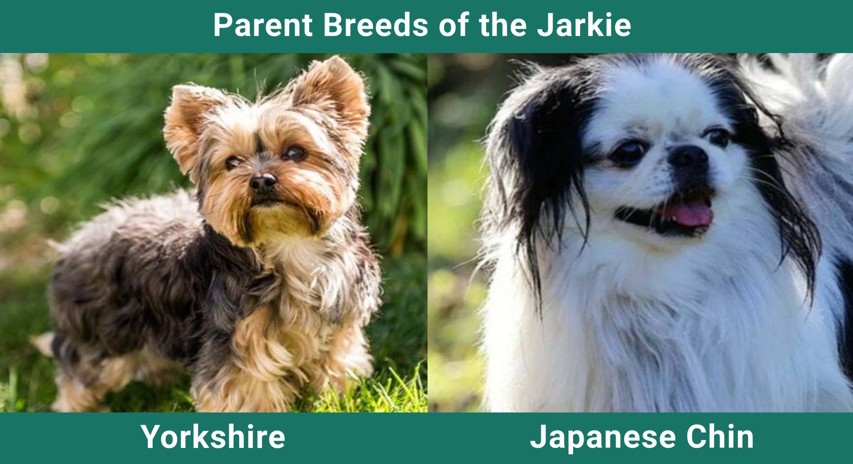 Parent_breeds_Jarkie