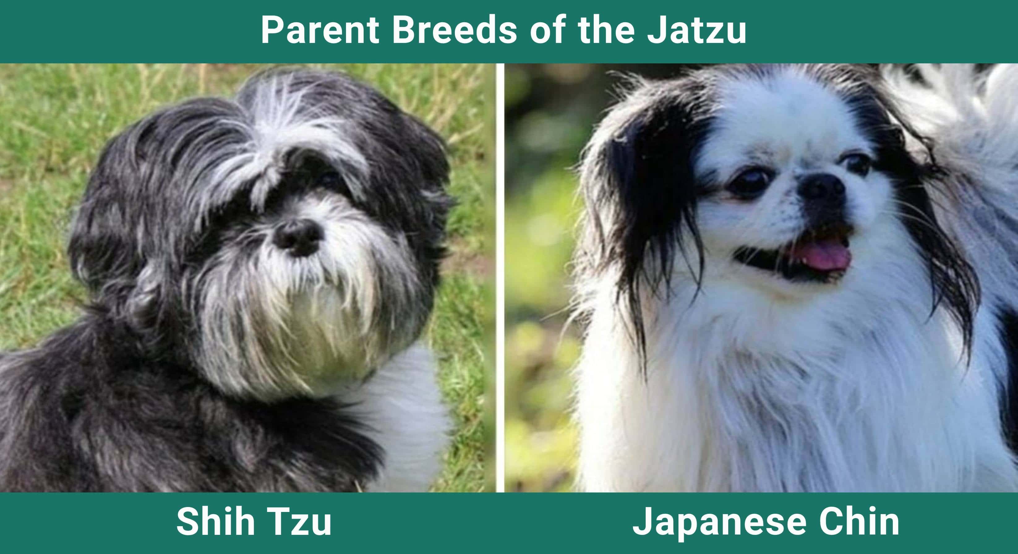 Parent_breeds_Jatzu