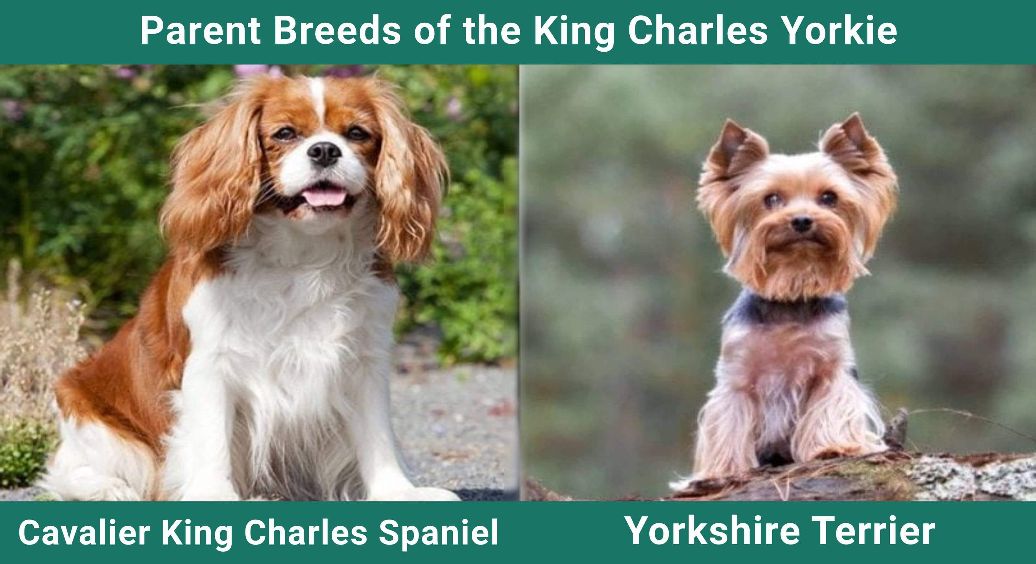 Parent_breeds_King-Charles-Yorkie