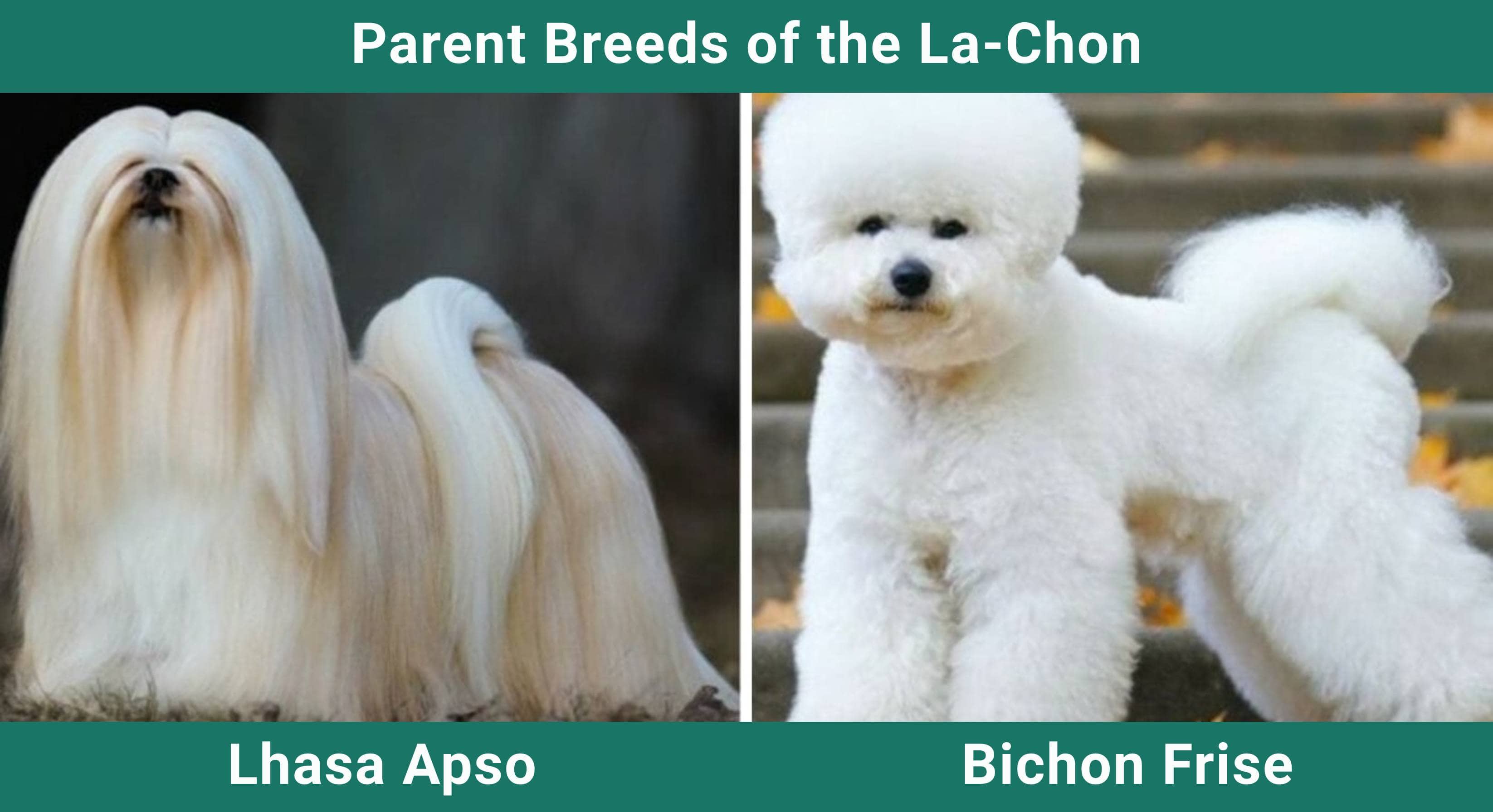 Parent_breeds_La-Chon