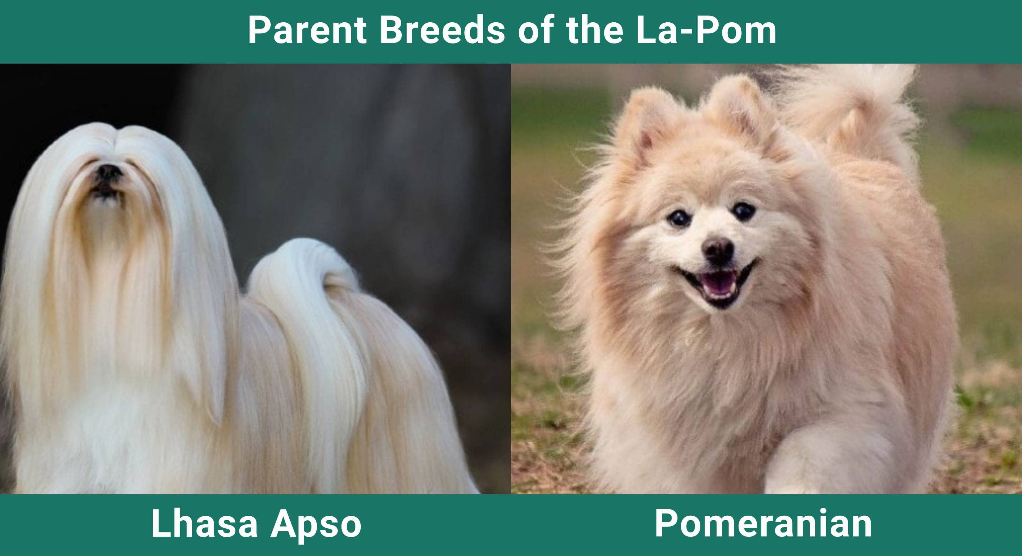 Parent_breeds_La-Pom