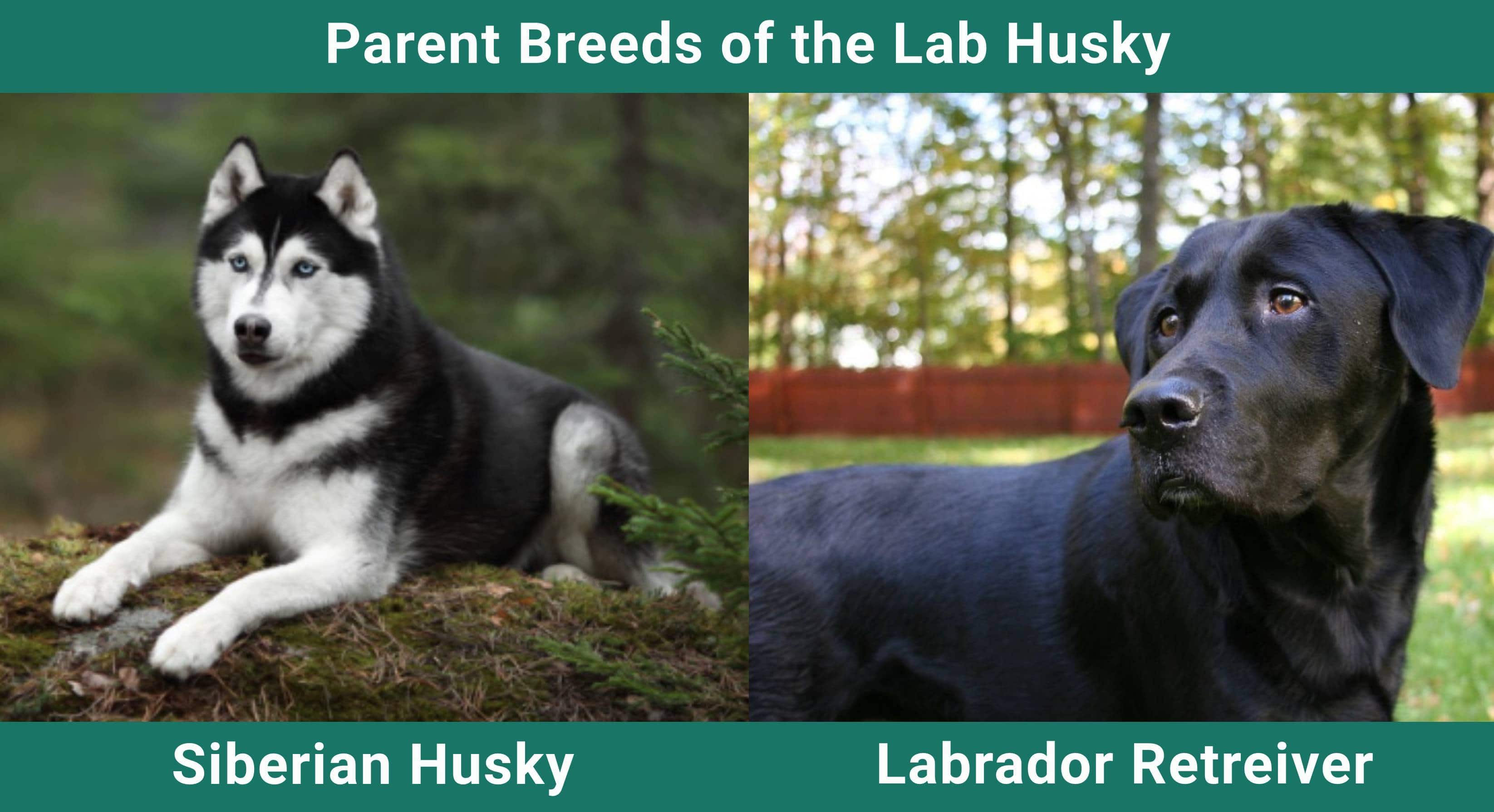 Parent_breeds_Lab-Husky