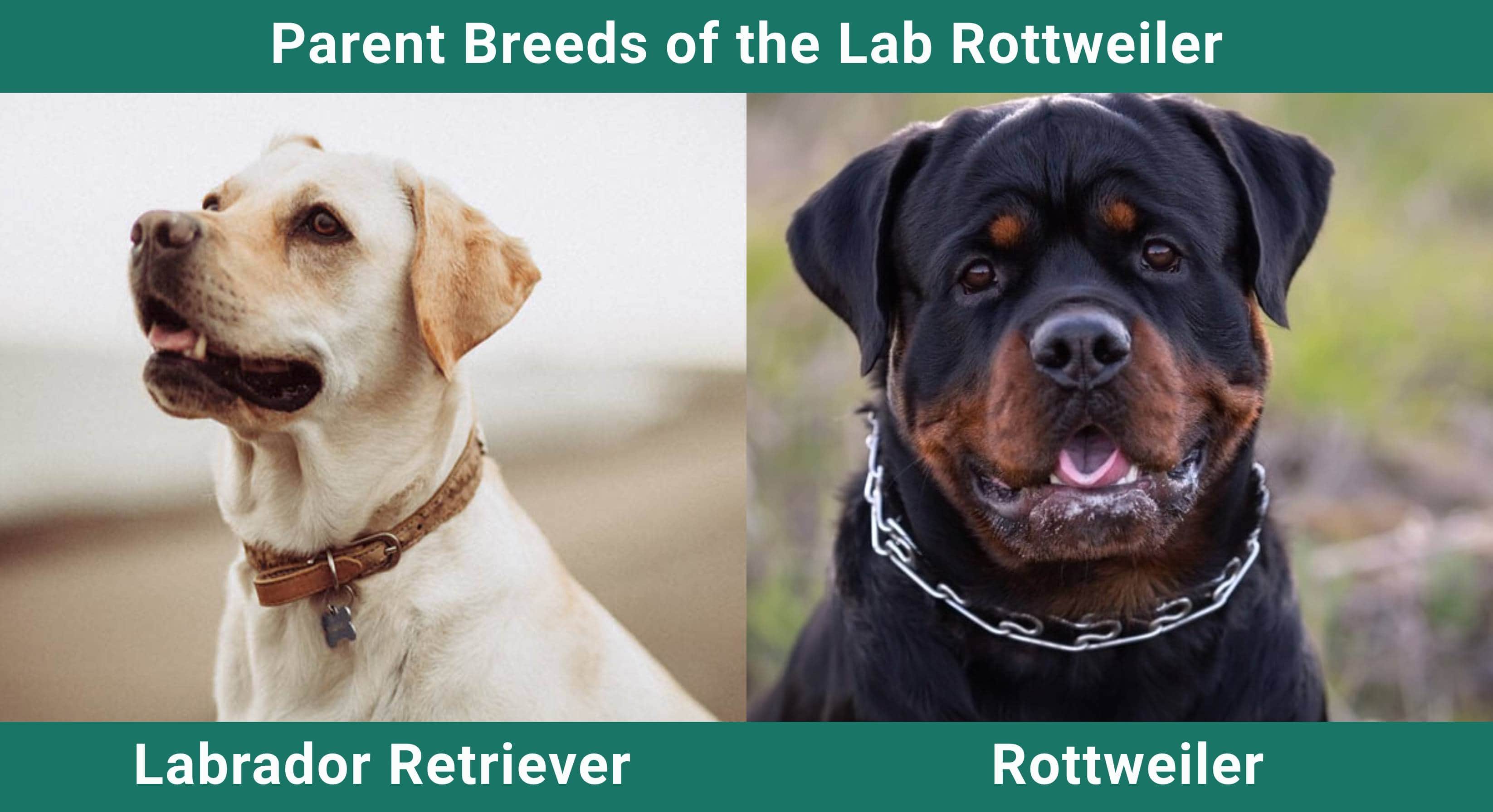 Parent_breeds_Lab Rottweiler