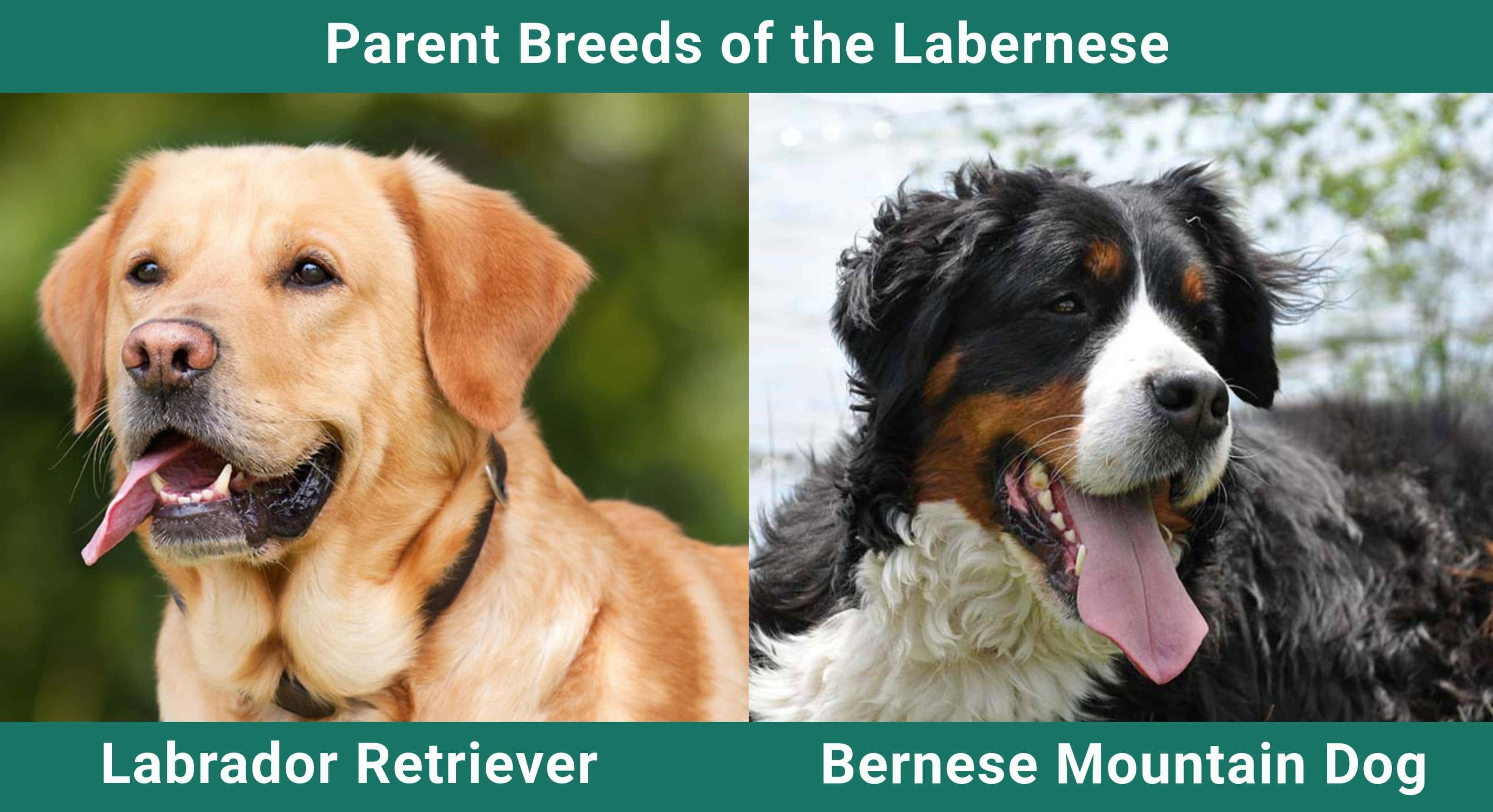 Parent_breeds_Labernese