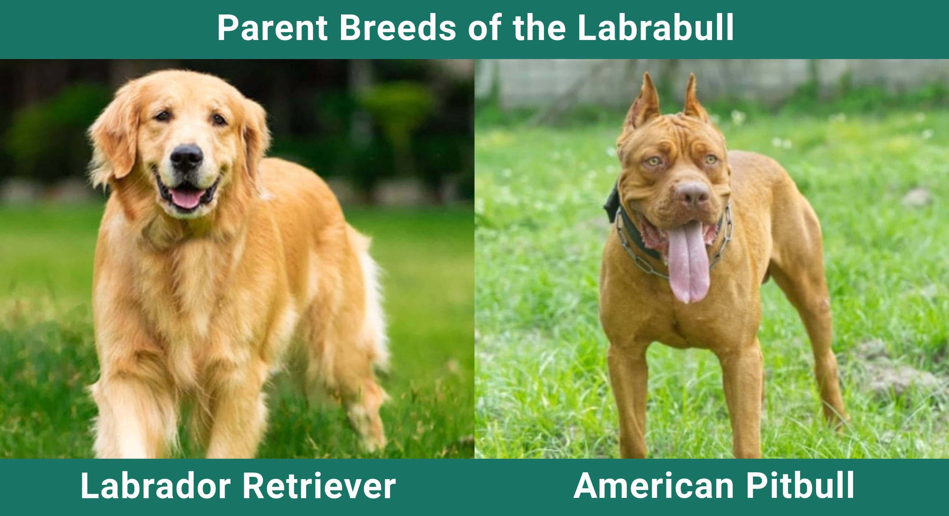 Parent_breeds_Labrabull