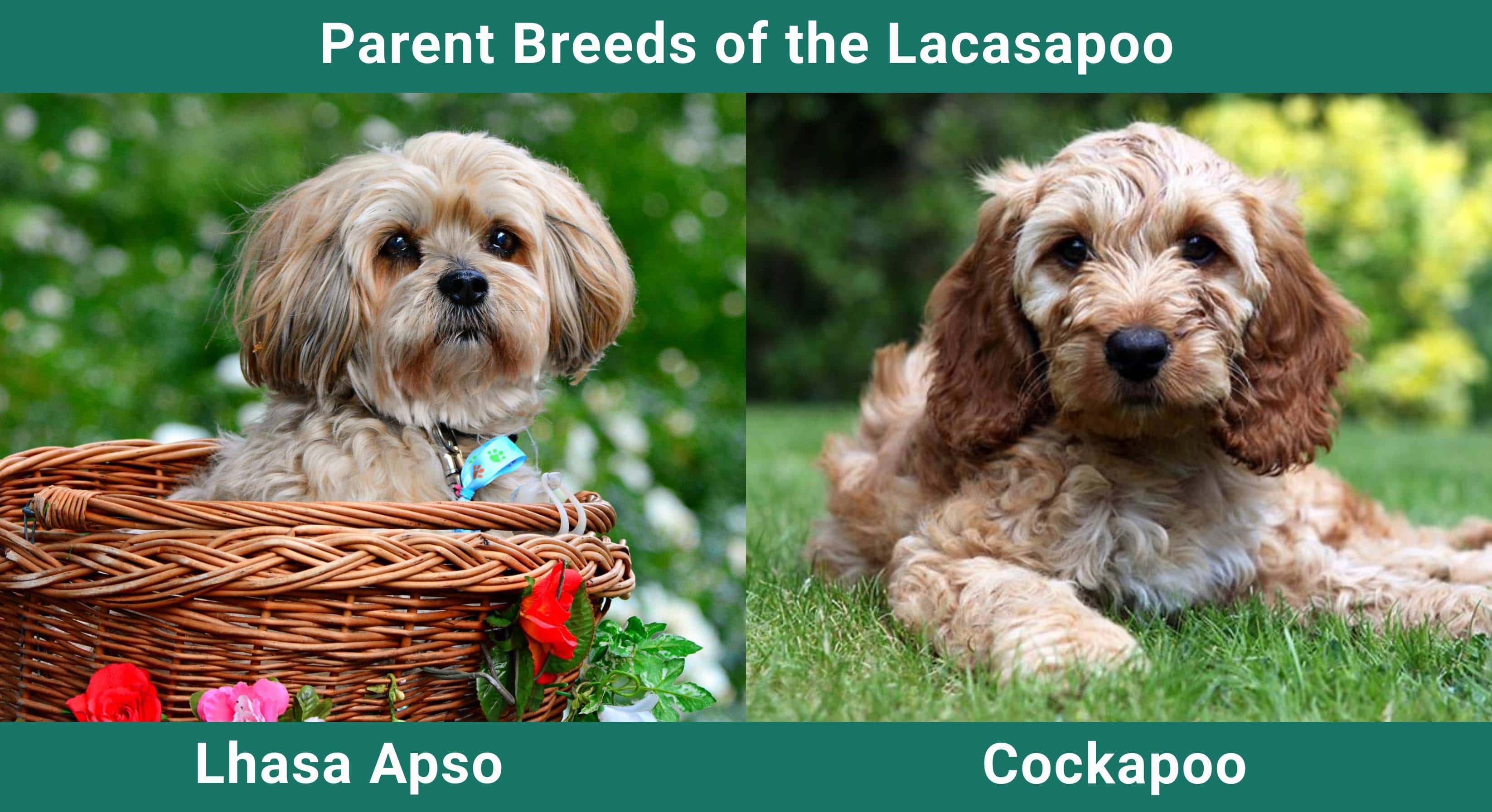 Parent_breeds_Lacasapoo