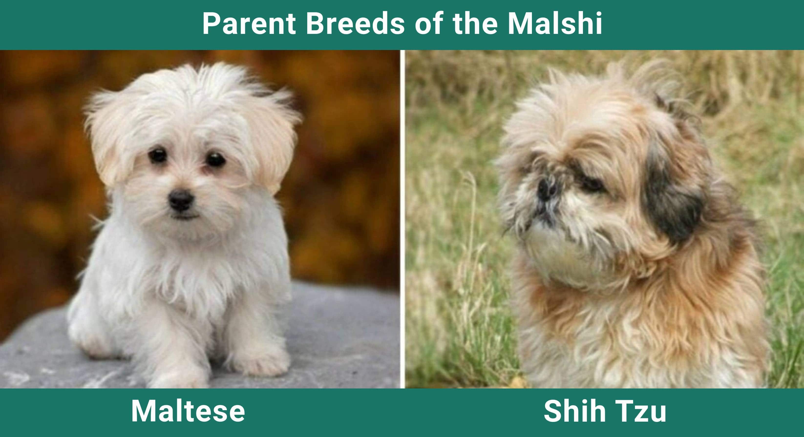 Parent_breeds_Malshi
