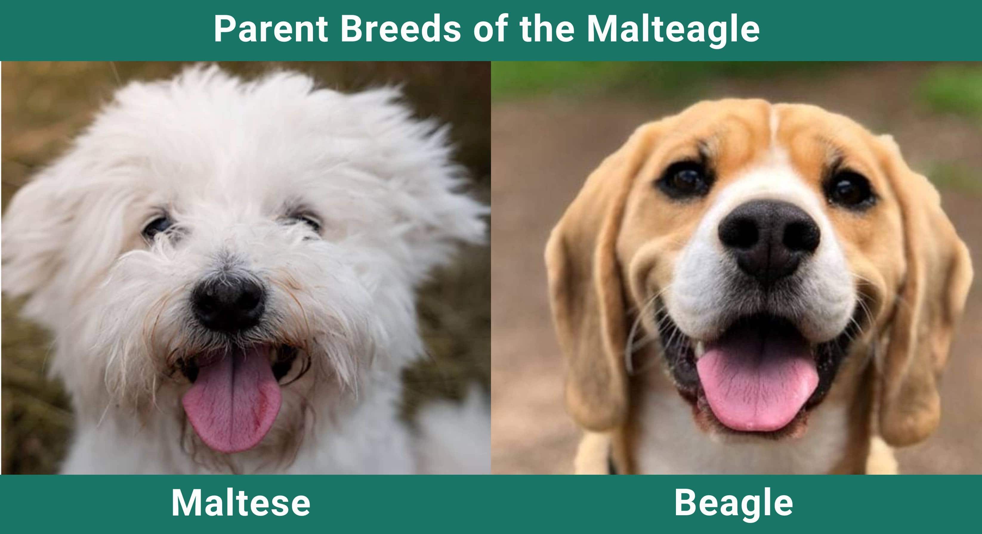 Parent_breeds_Malteagle