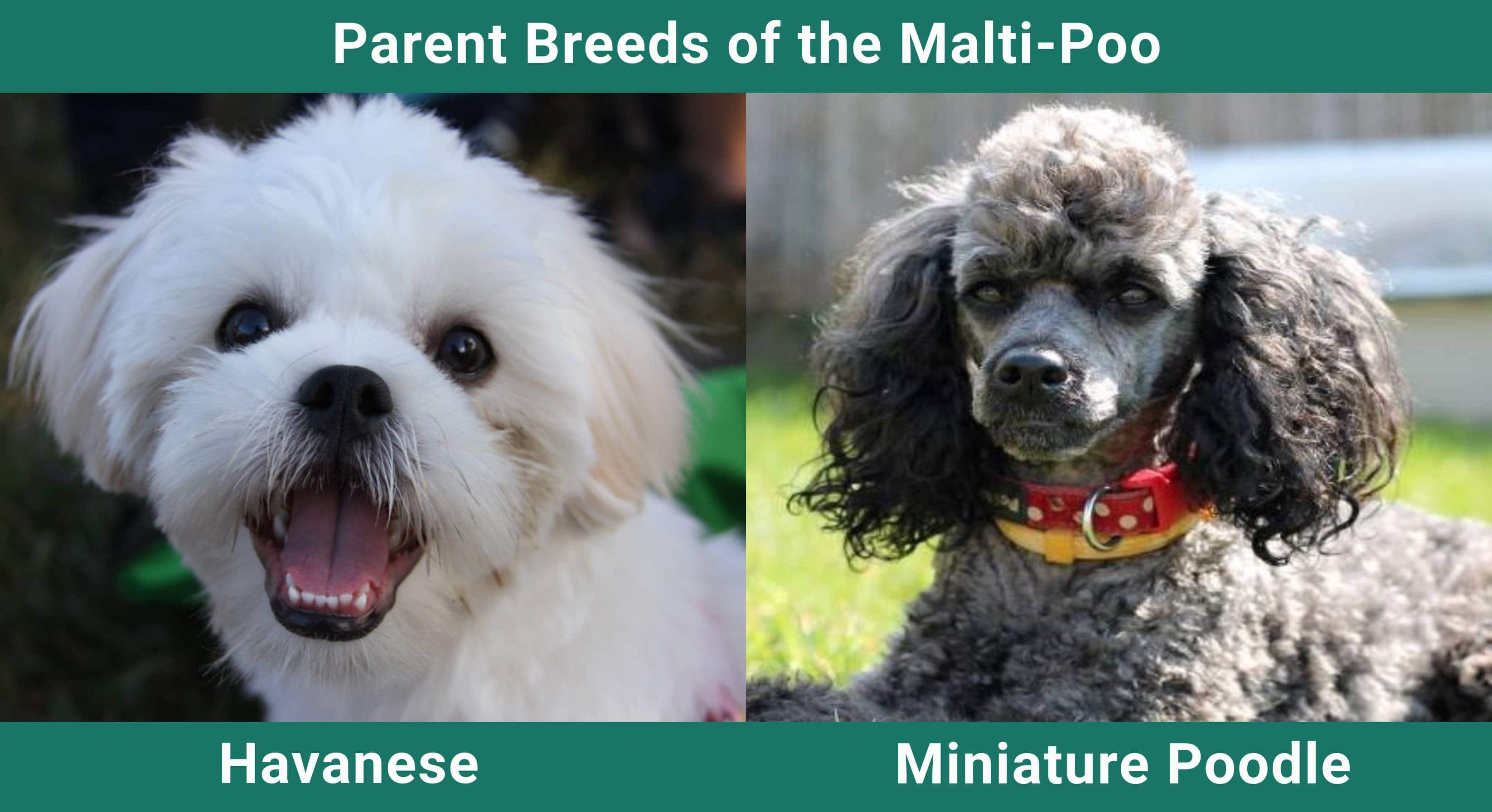 Parent_breeds_Malti-Poo