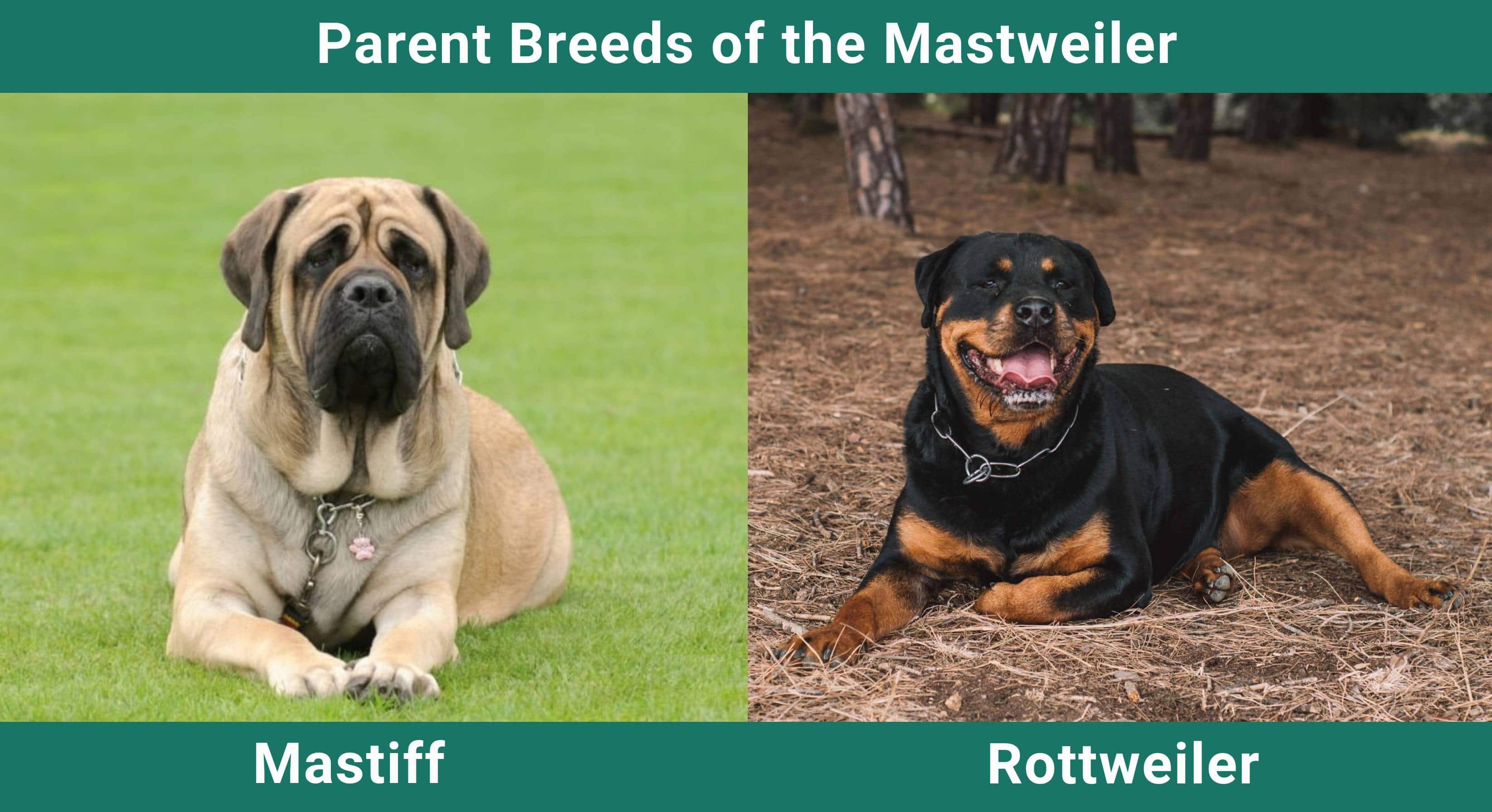 Parent_breeds_Mastweiler