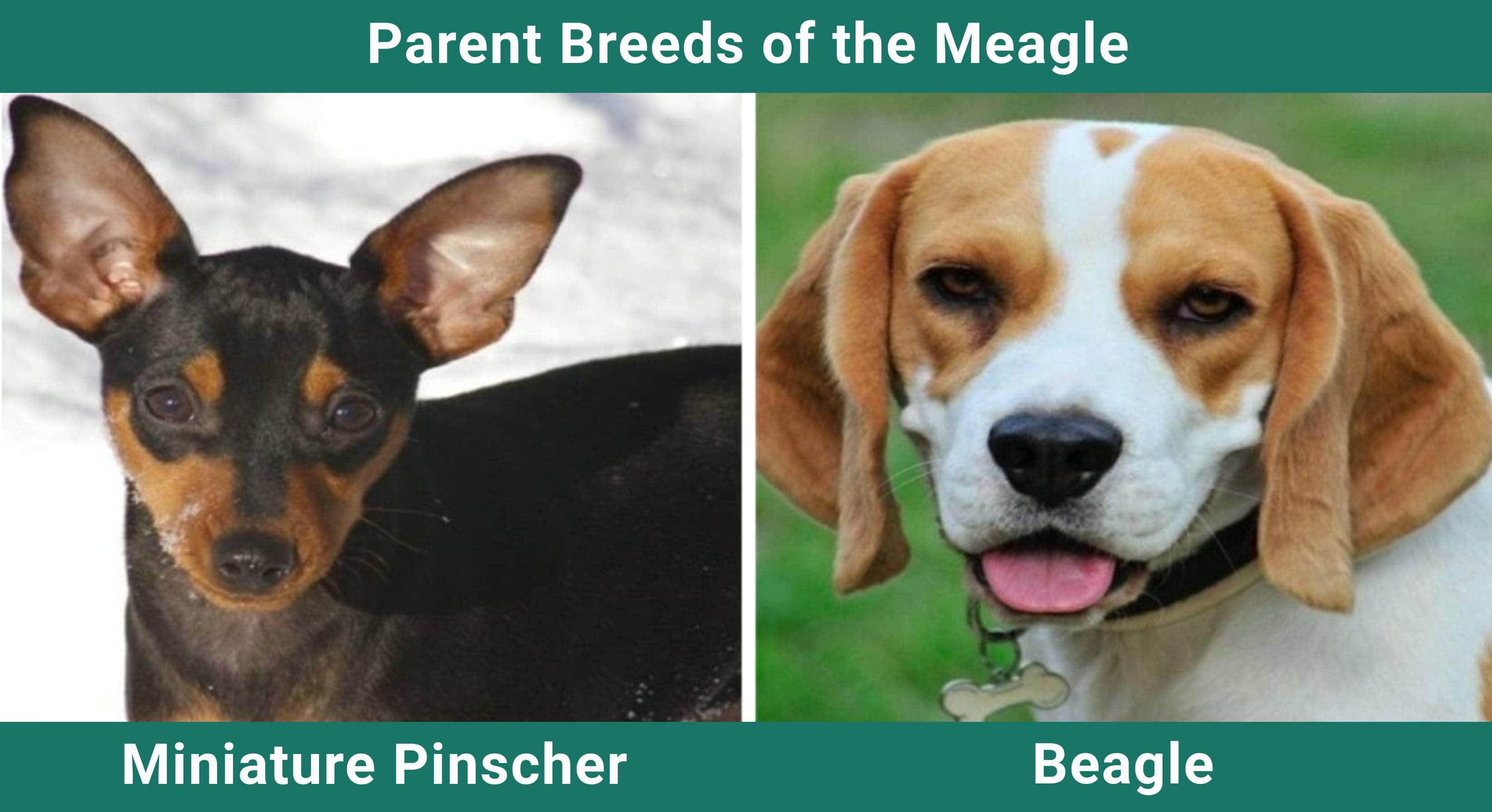 Parent_breeds_Meagle