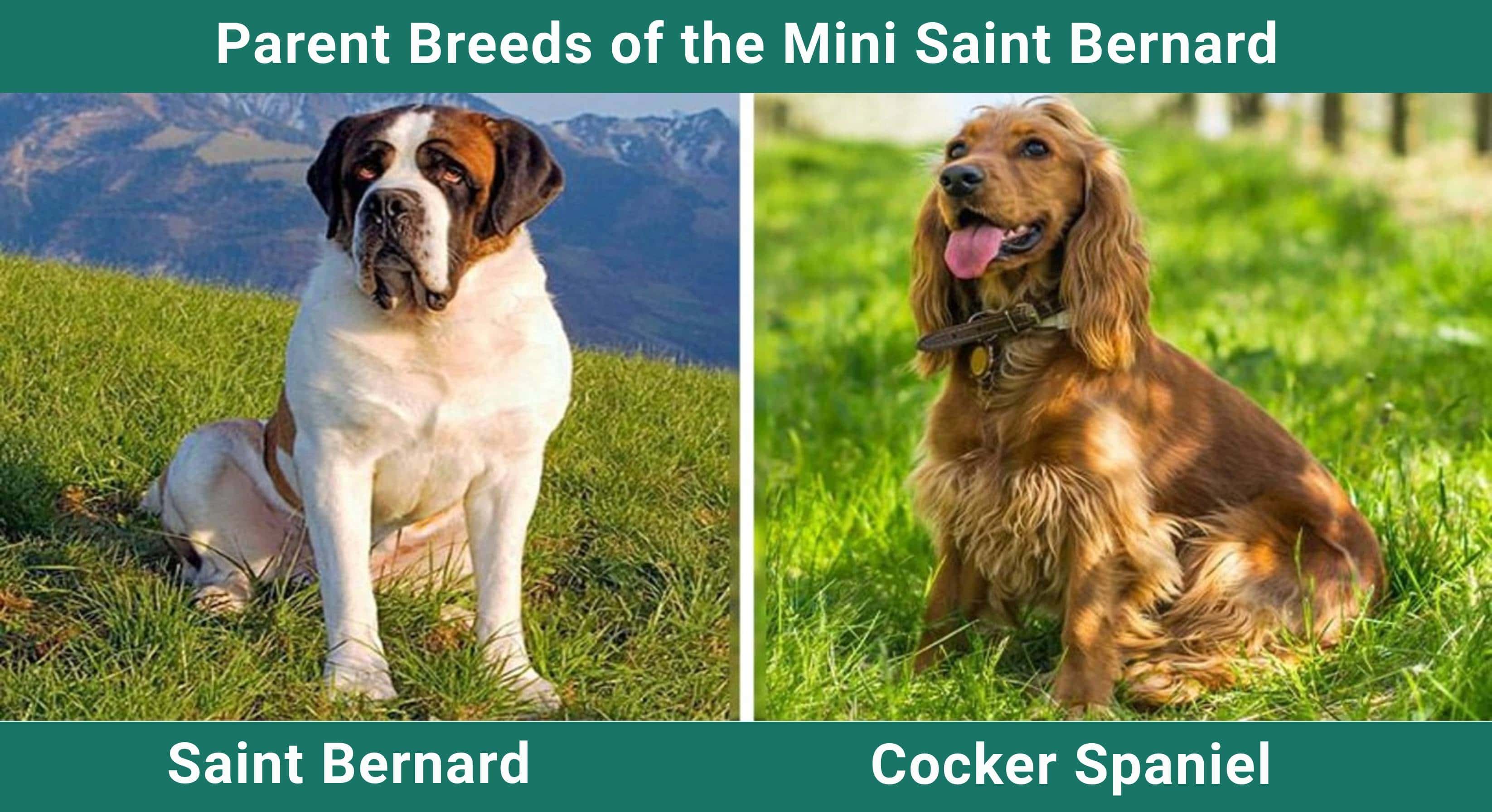 Parent_breeds_Mini Saint Bernard