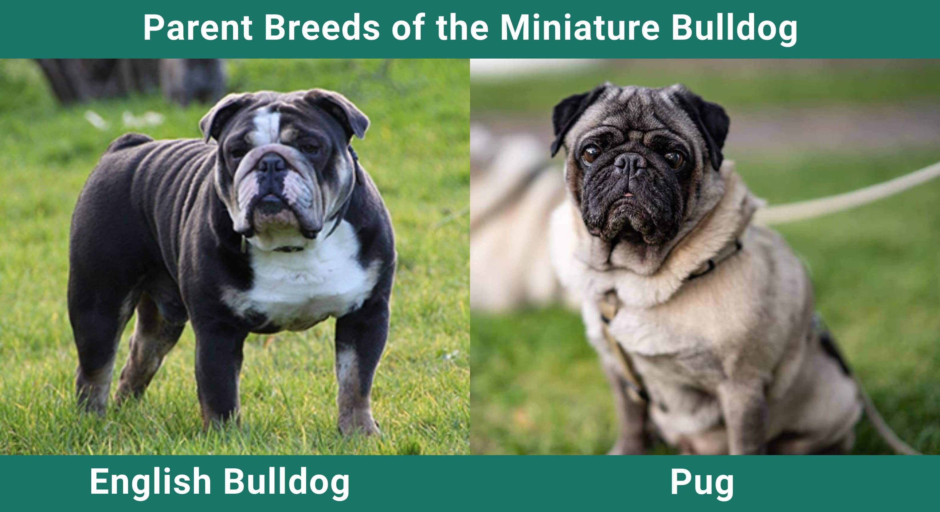Parent_breeds_Miniature Bulldog