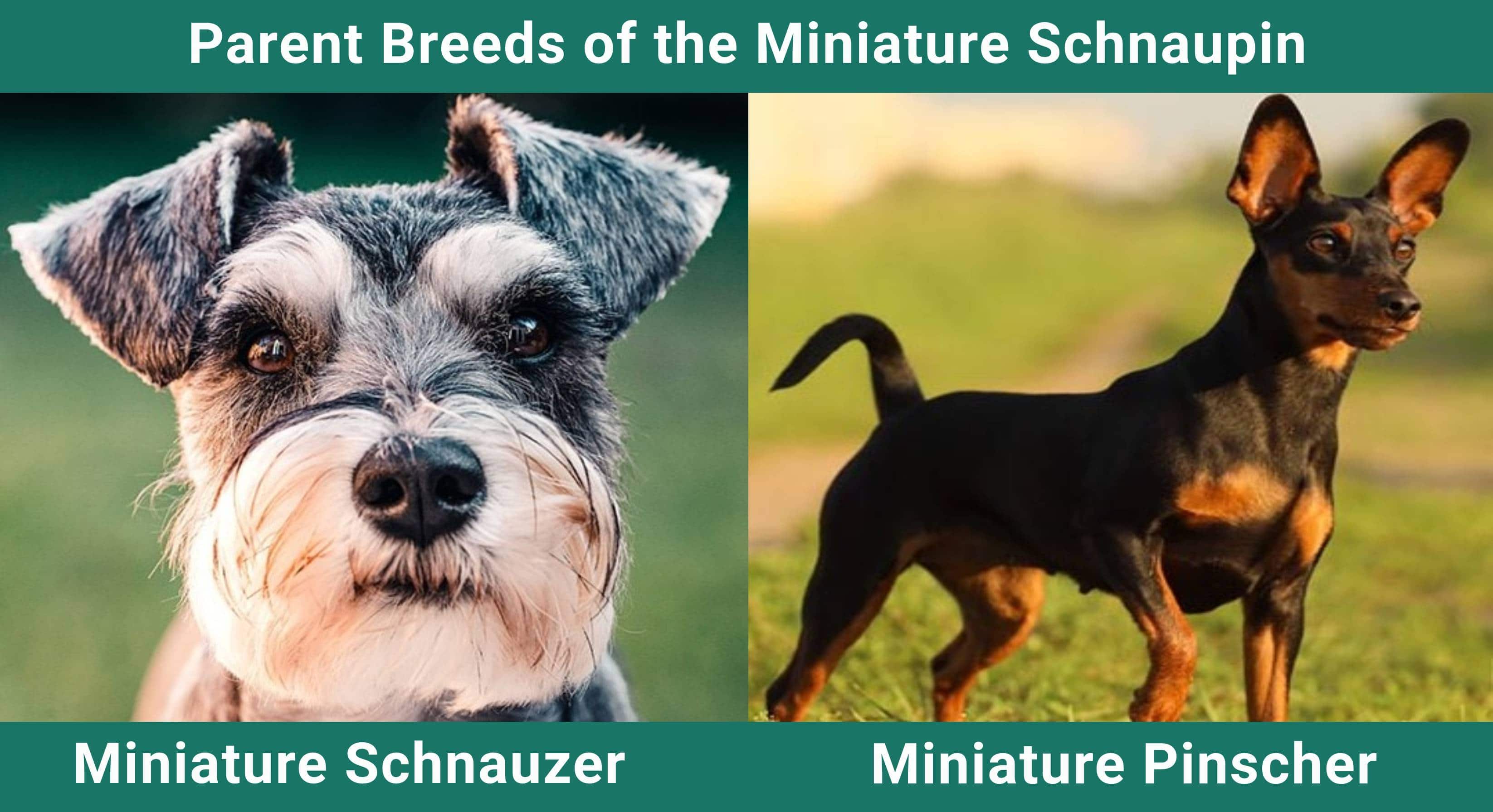Parent_breeds_Miniature-Schnaupin