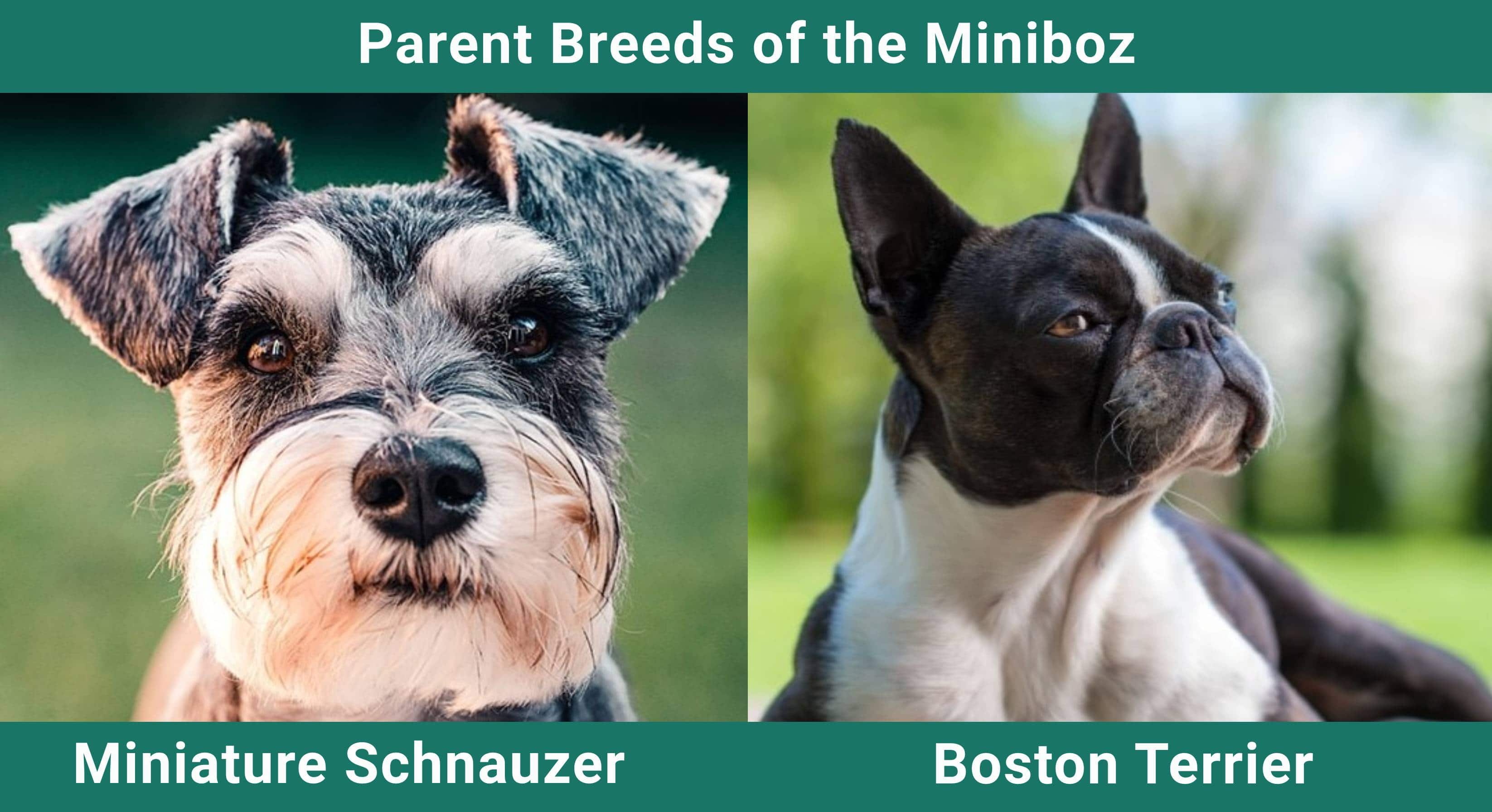 Parent_breeds_Miniboz