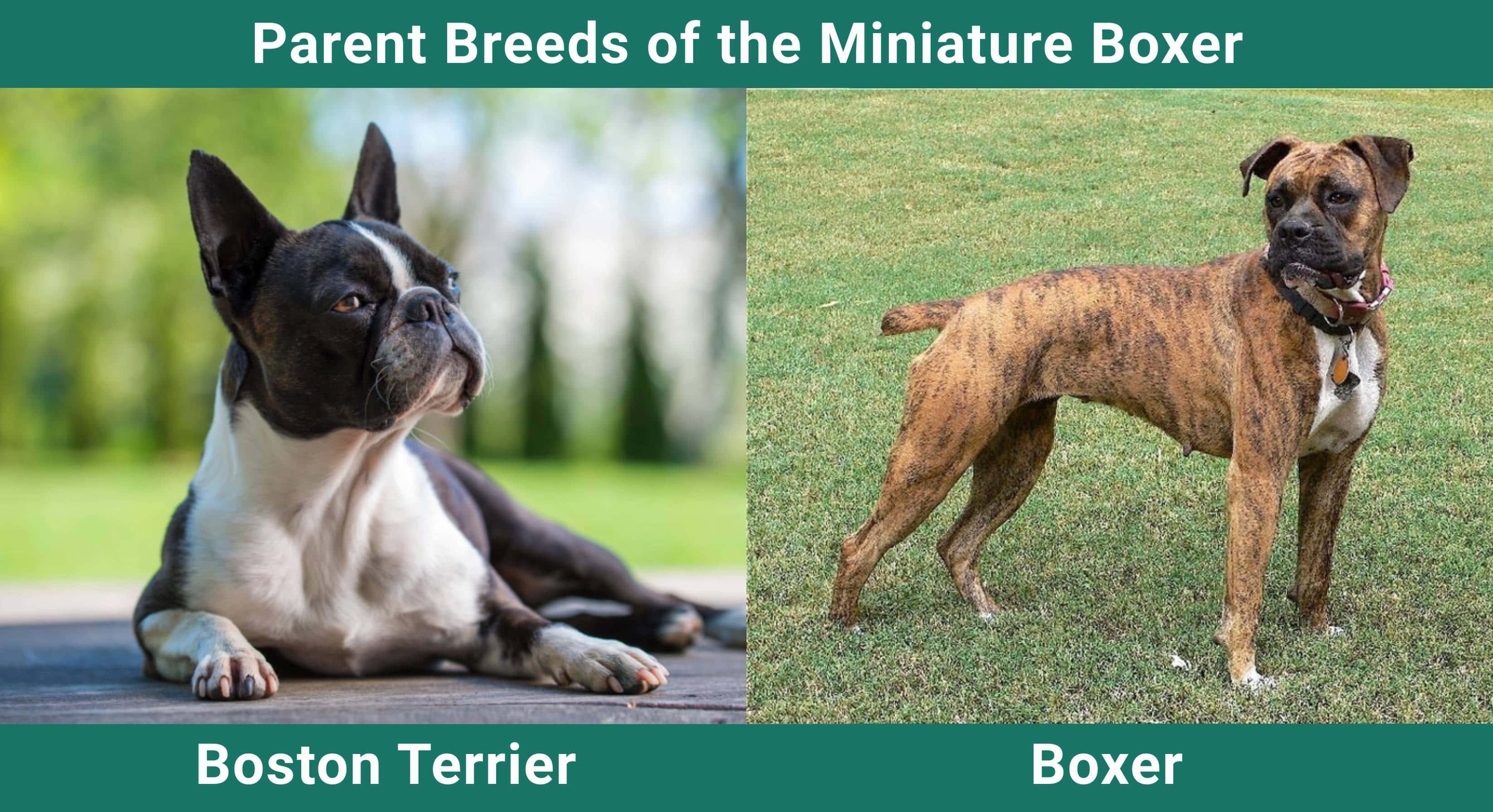 Parent_breeds_Minuature Boxer