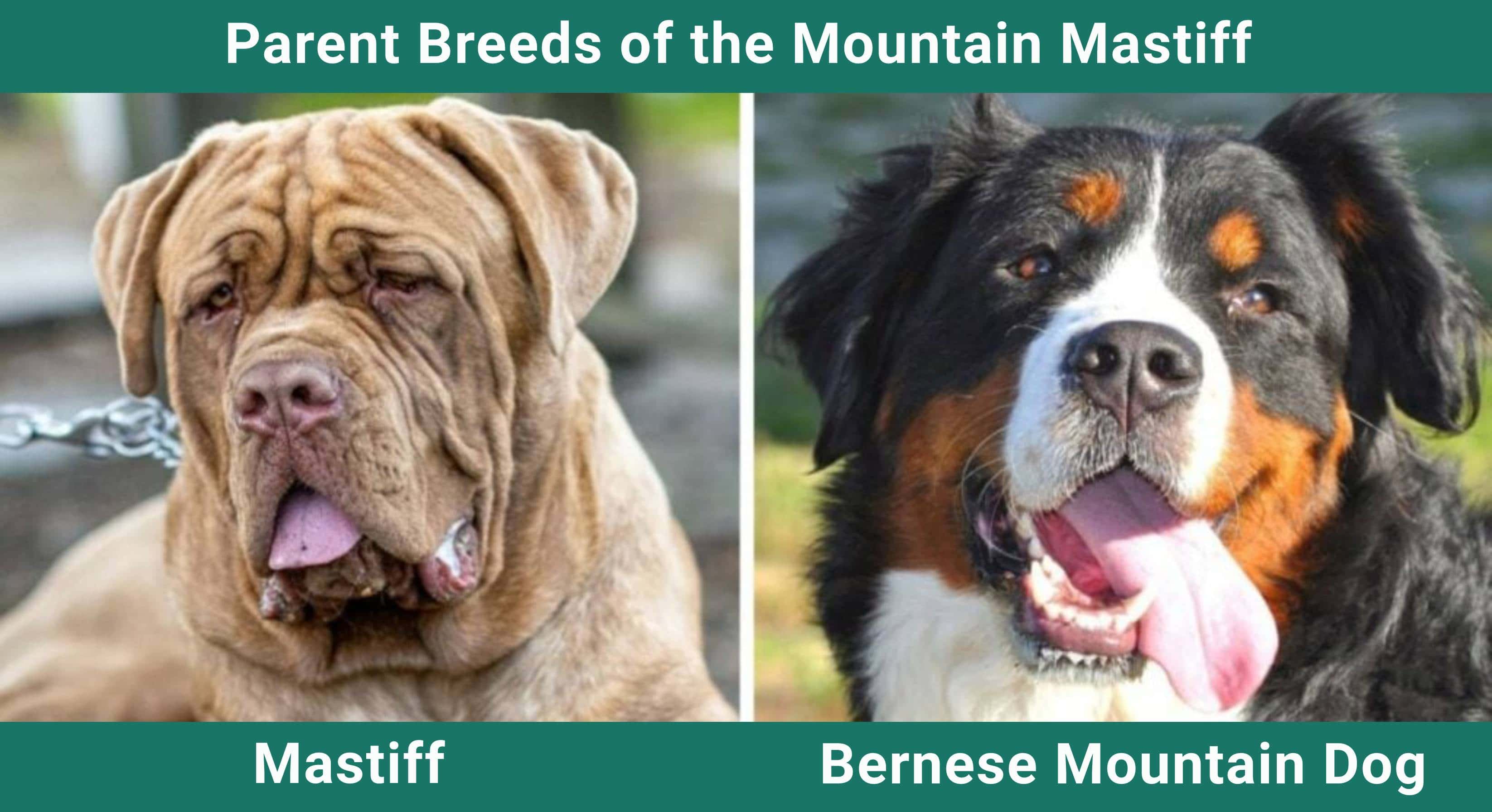 Parent_breeds_Mountain-Mastiff
