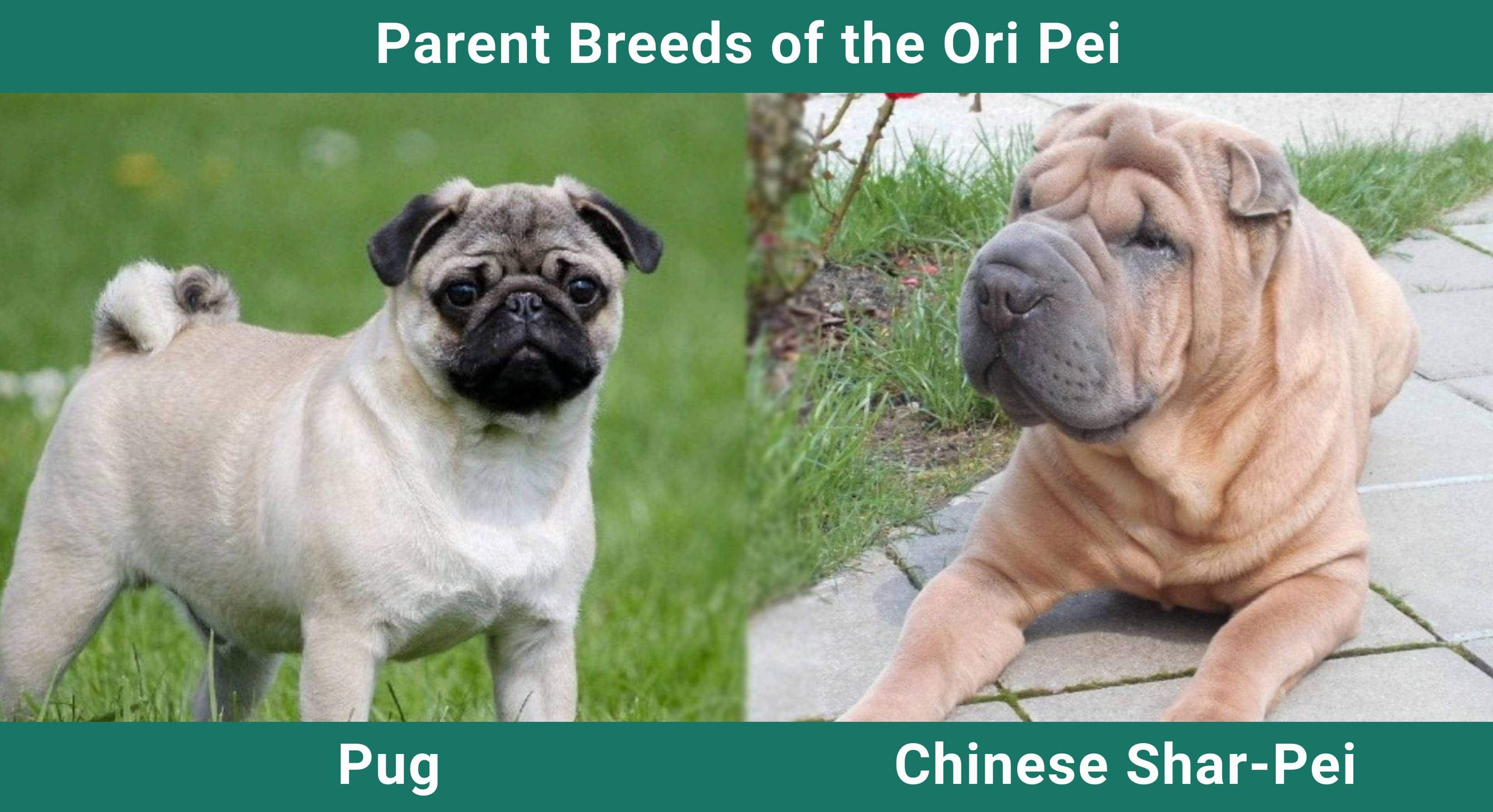 Parent_breeds_Ori Pei