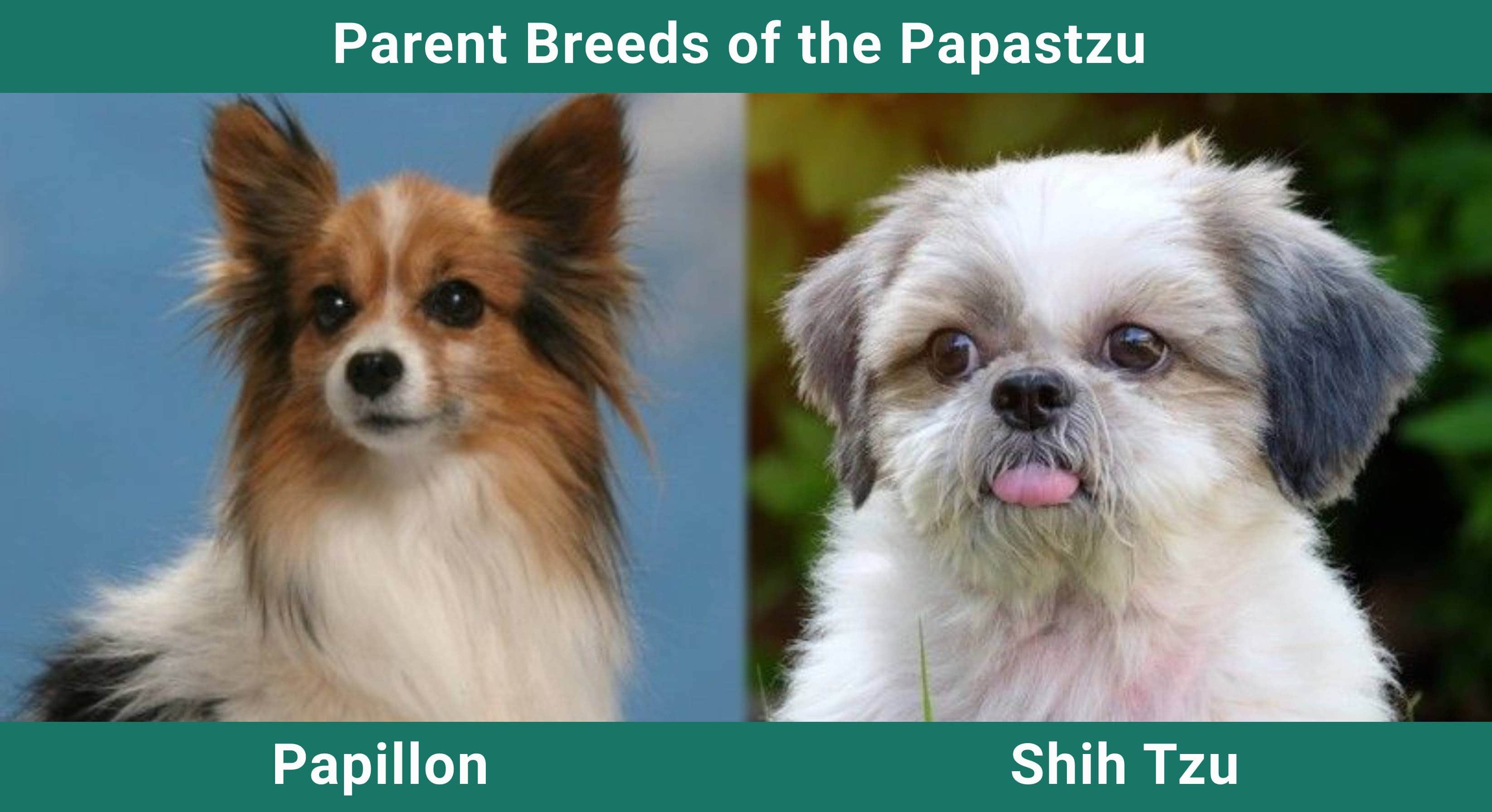 Parent_breeds_Papastzu