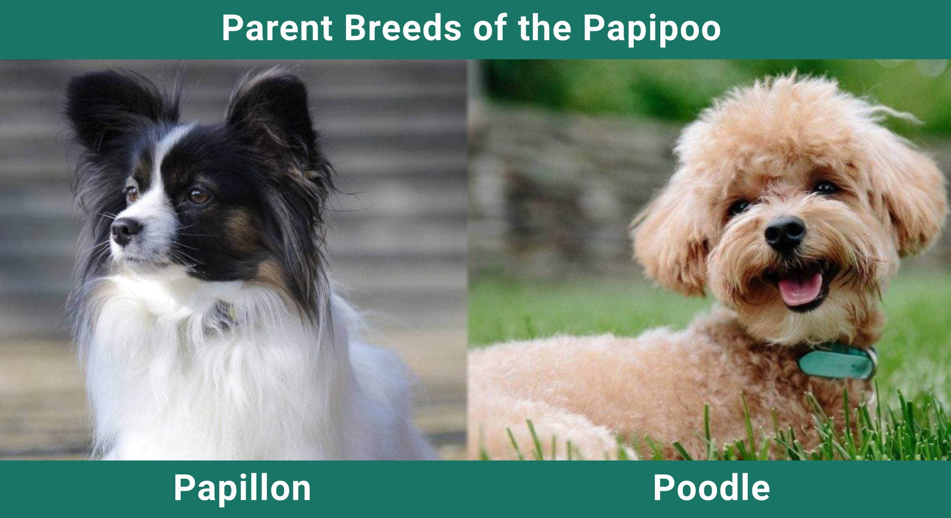 Parent_breeds_Papipoo