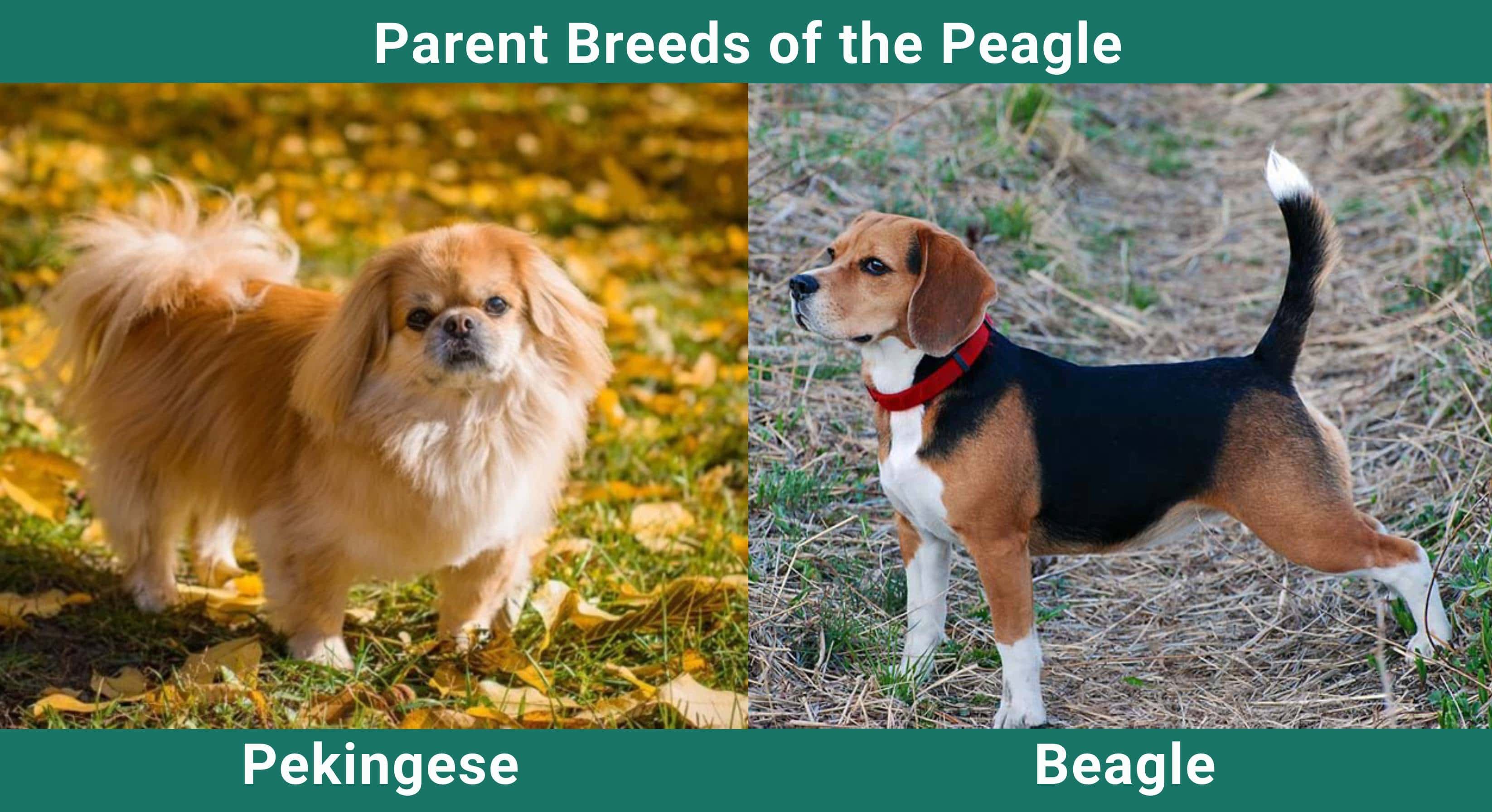 Parent_breeds_Peagle